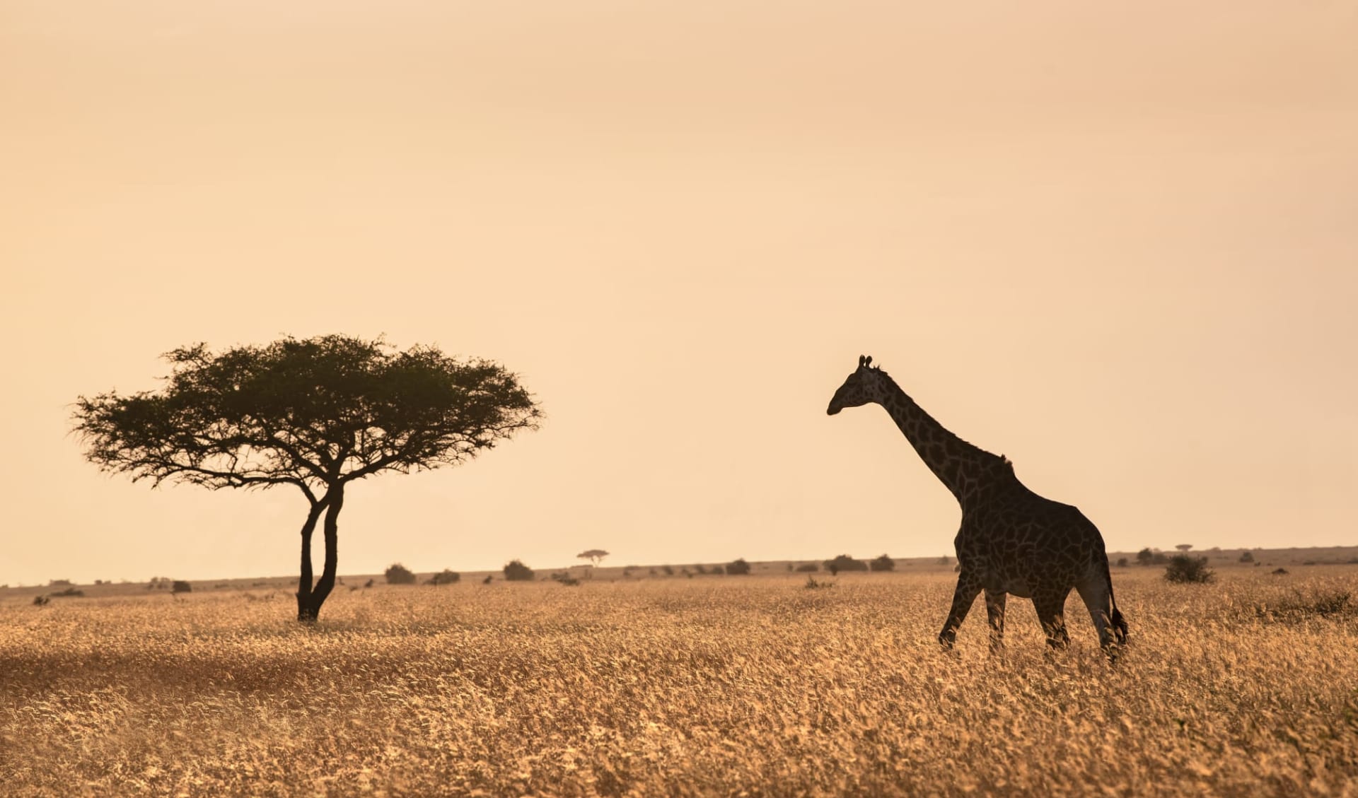 &Beyond Grumeti Serengeti River Lodge:  safari-game-drive-giraffe_7