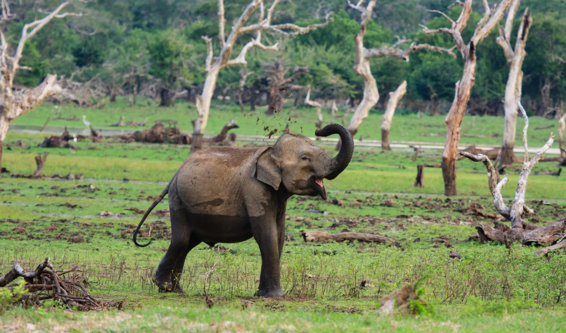 Yala Nationalpark Safari - Chena Huts - 2 Tage ab Colombo: activities: Yala NP