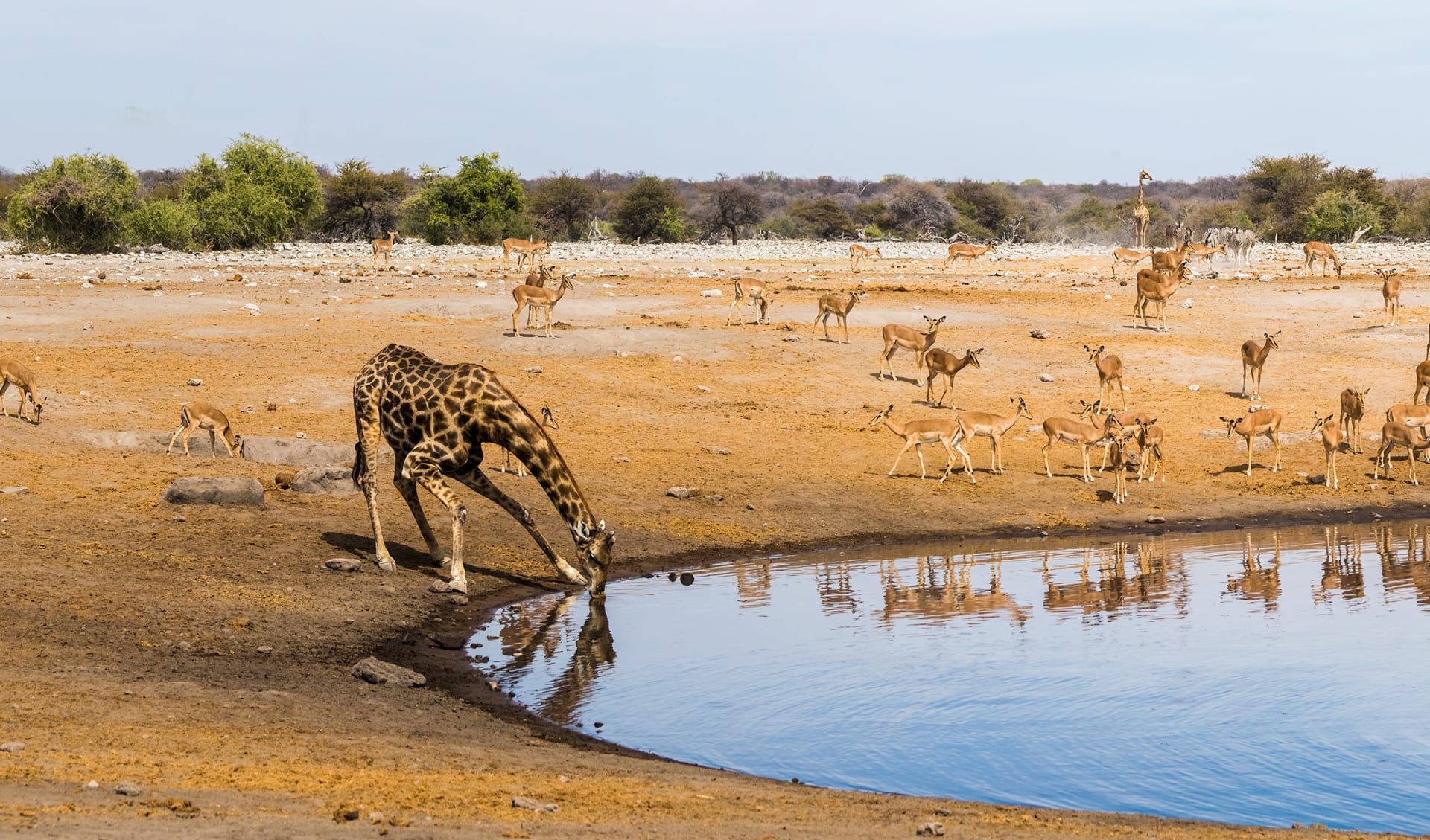 Etosha Nationalpark, Namibia