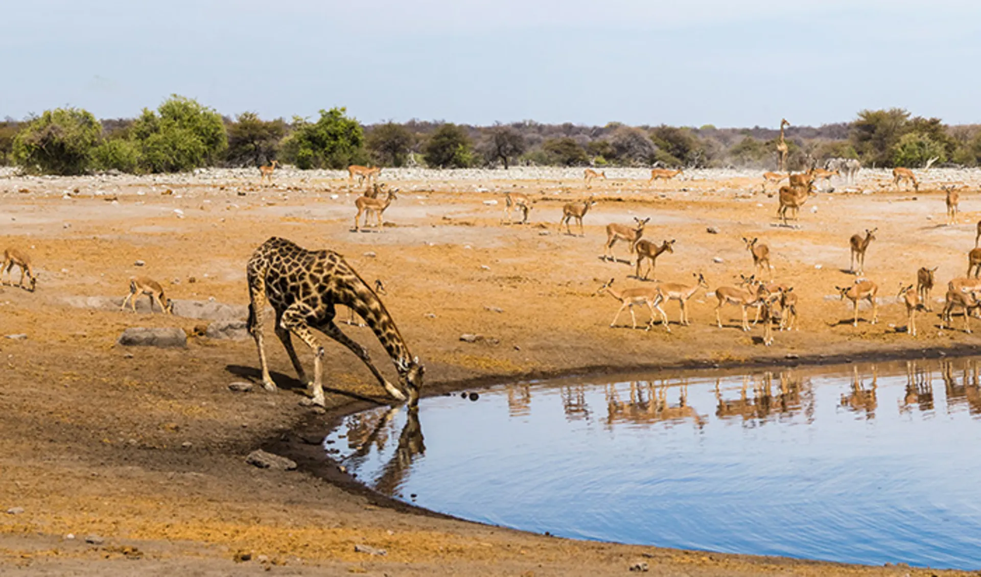 Etosha Nationalpark, Namibia