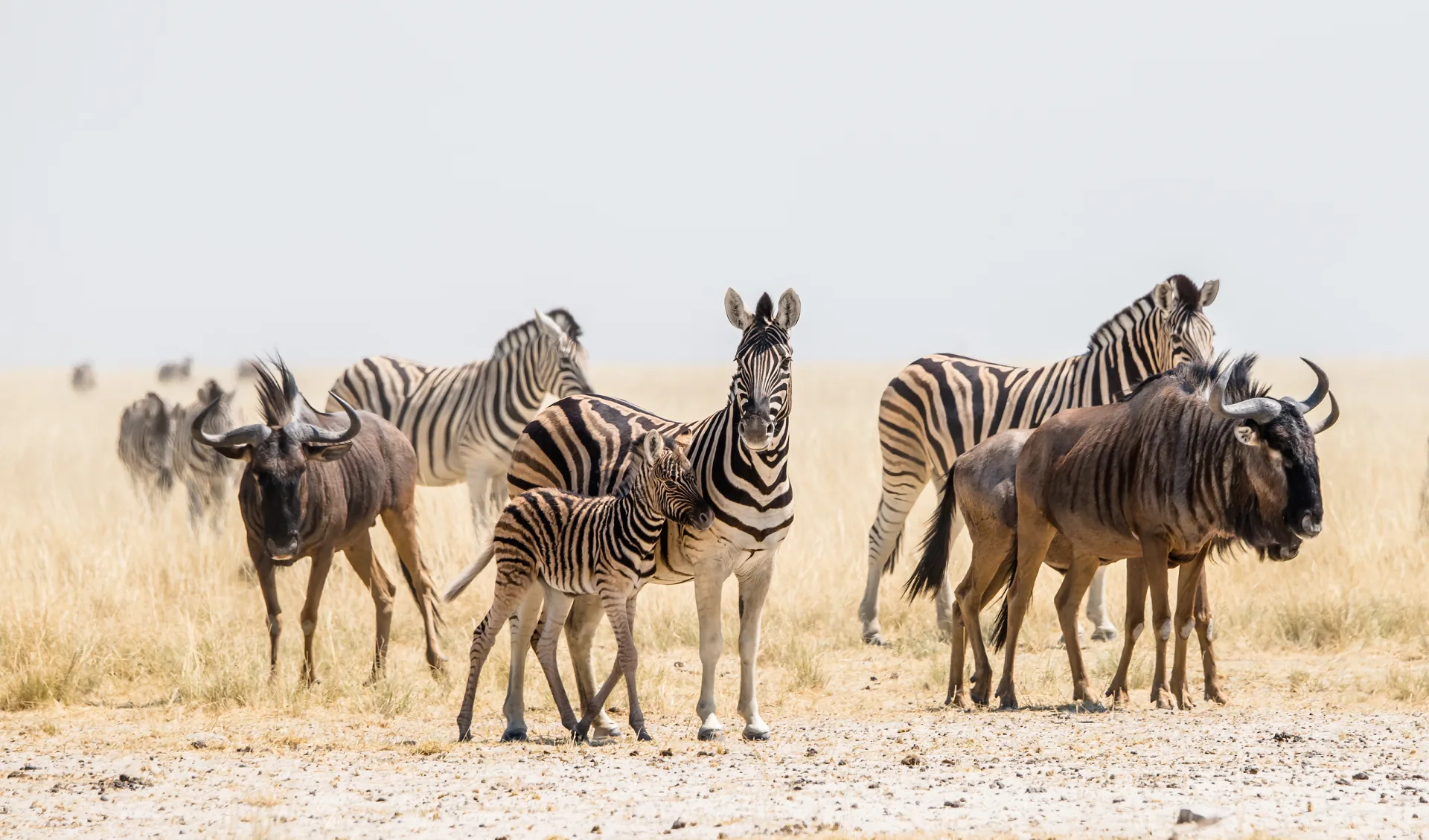 Etosha Nationalpark, Namibia