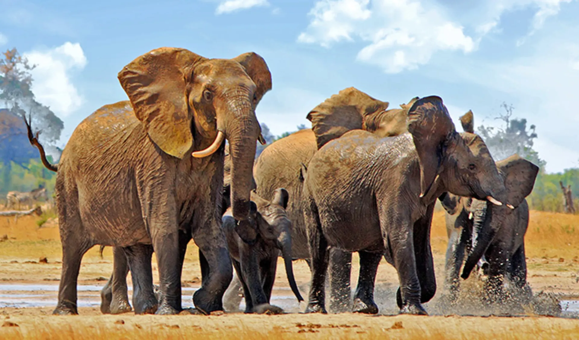 Hwange Nationalpark, Sambia/Simbabwe