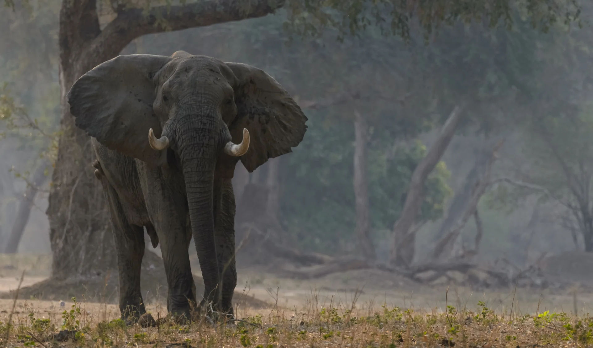 Ruckomechi Camp, Sambia/Simbabwe