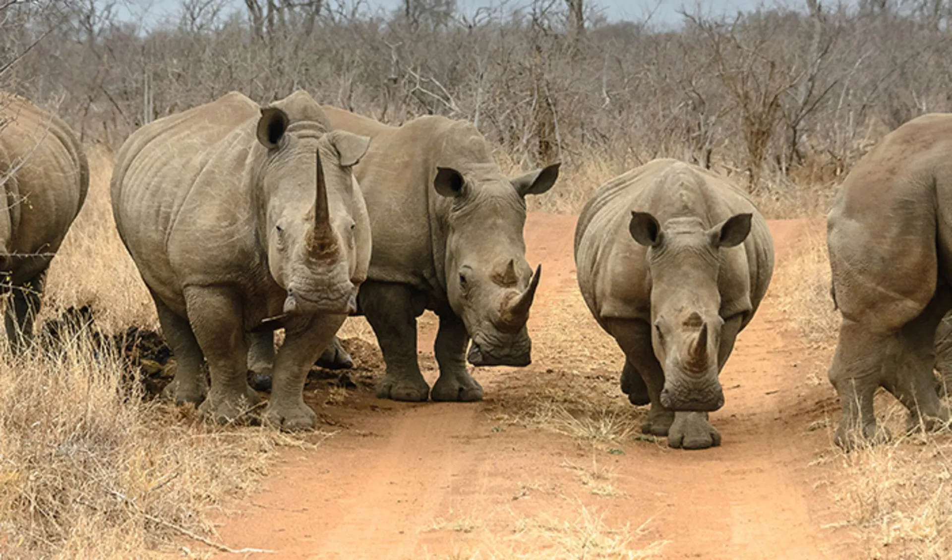 Hluhluwe iMfolozi Game Reserve, Südafrika