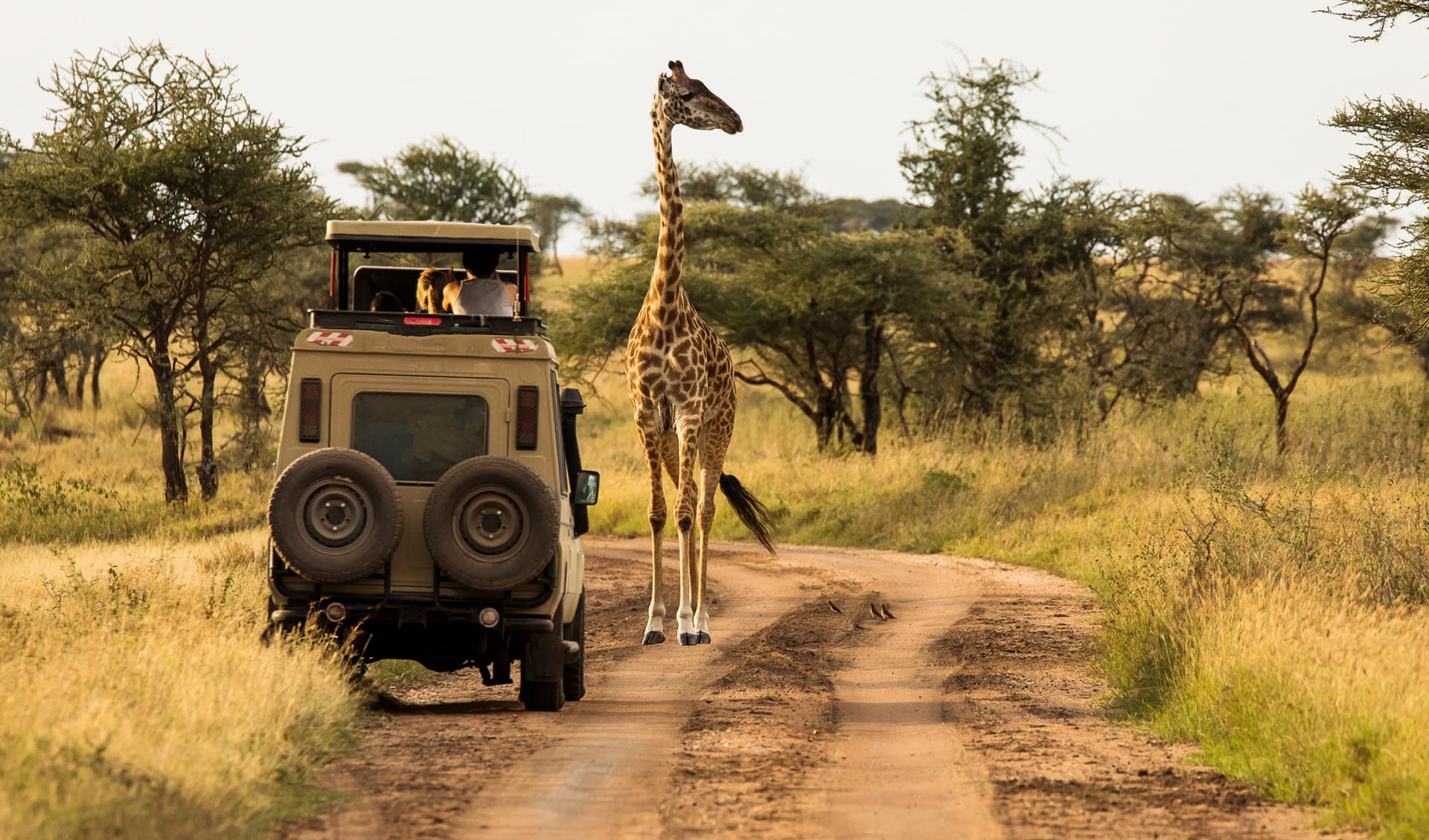 tansania kilimanjaro safari sansibar