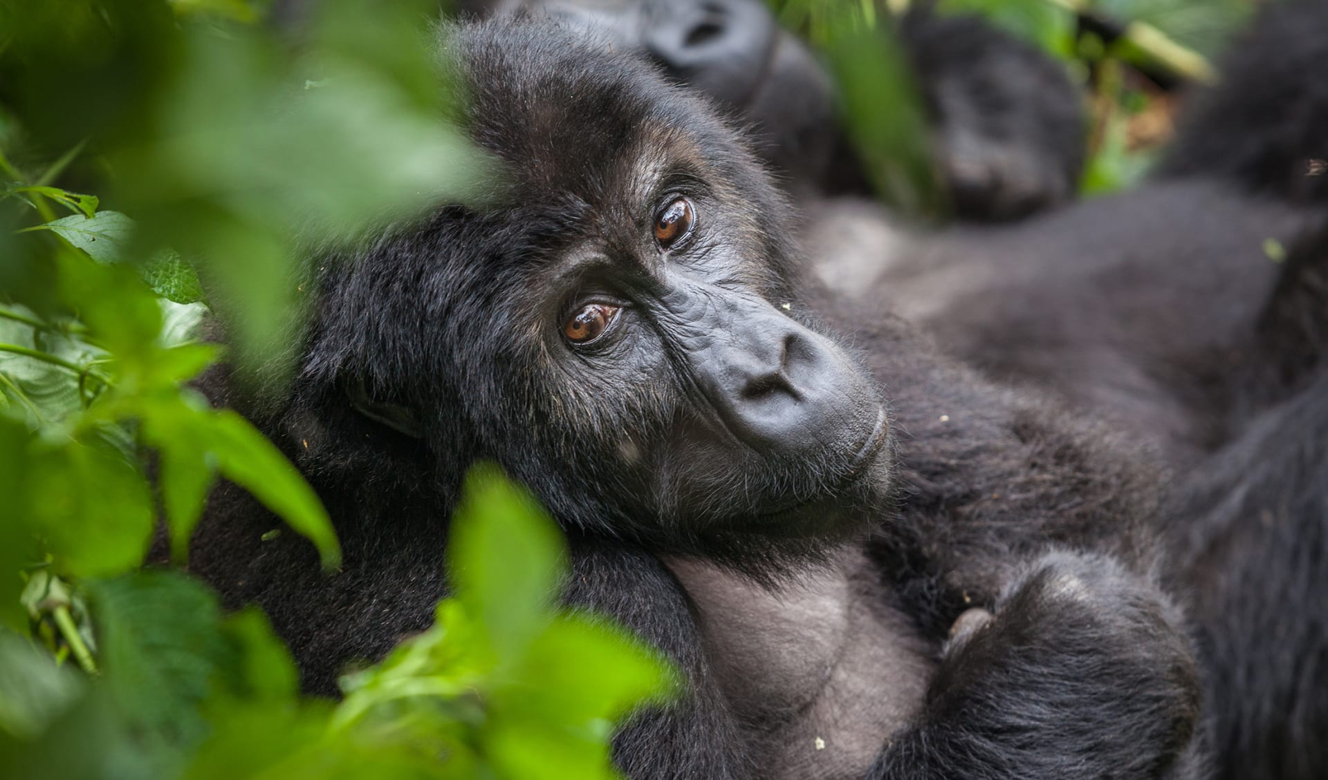 Gorilla Weibchen, Uganda