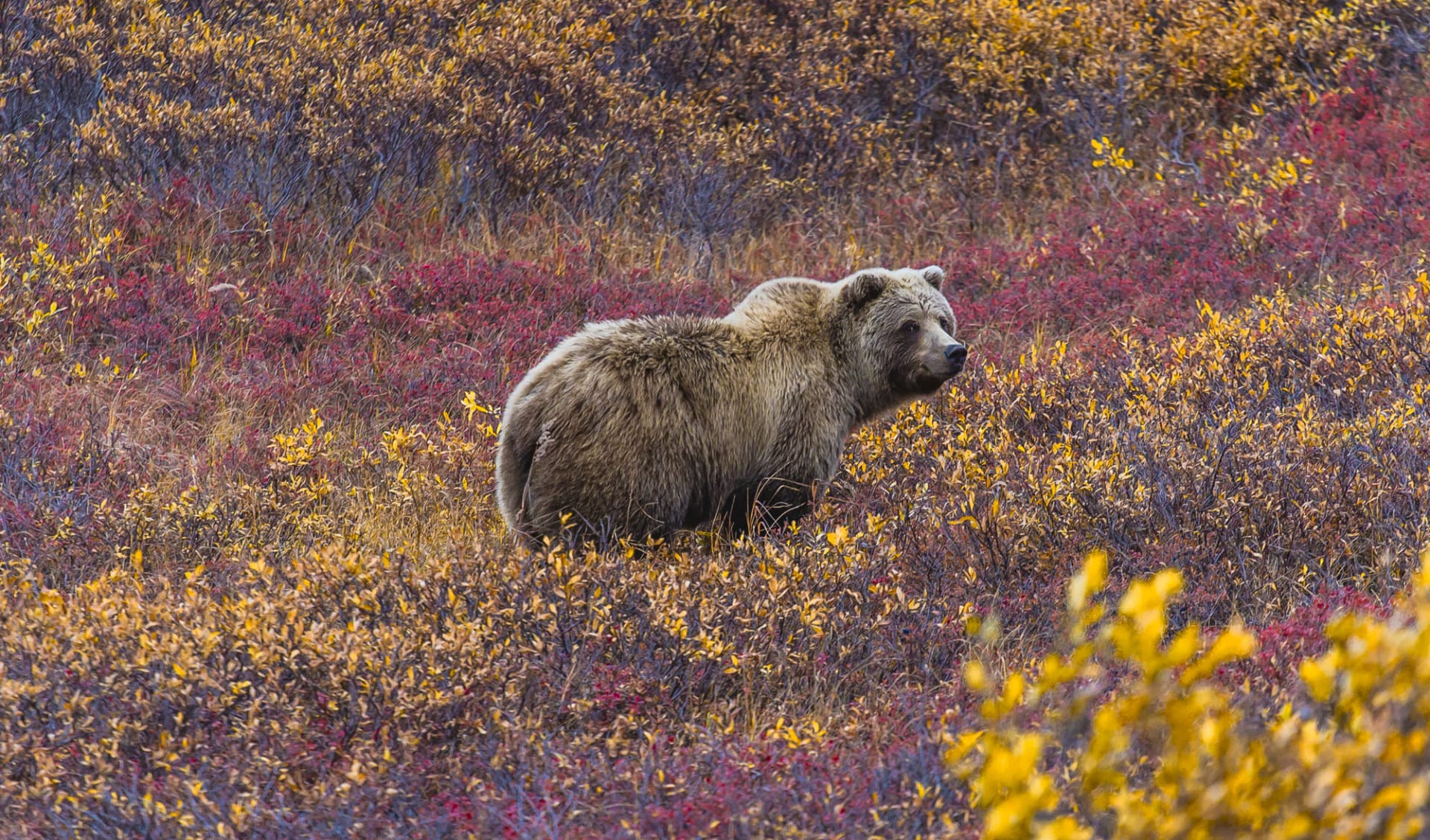 Höhepunkte des Nordens ab Anchorage: Alaska - Denali NP - Grizzly Bär im Blaubeeren Feld