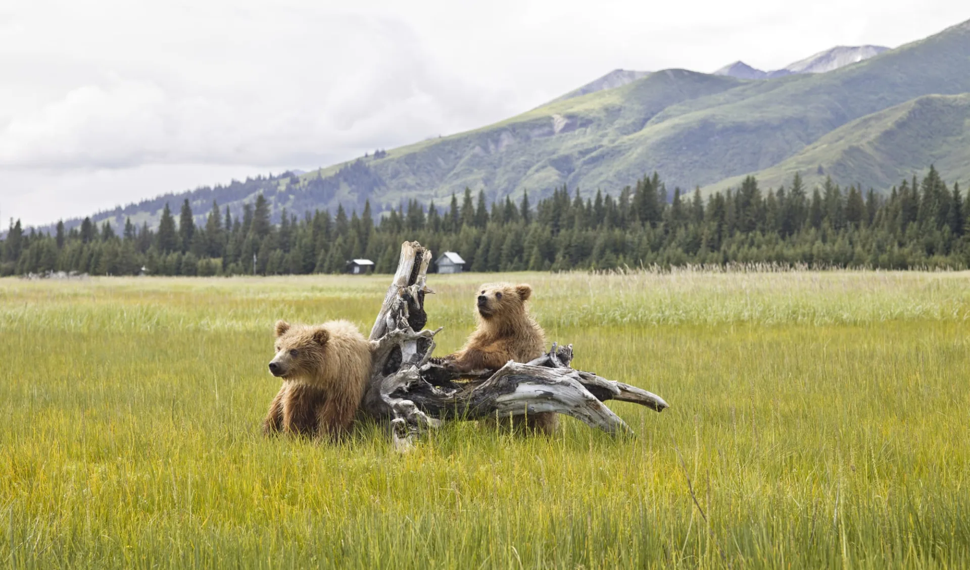 Best of Yukon und Alaska ab Anchorage: Alaska - Denali NP - Zwei spielende Bären