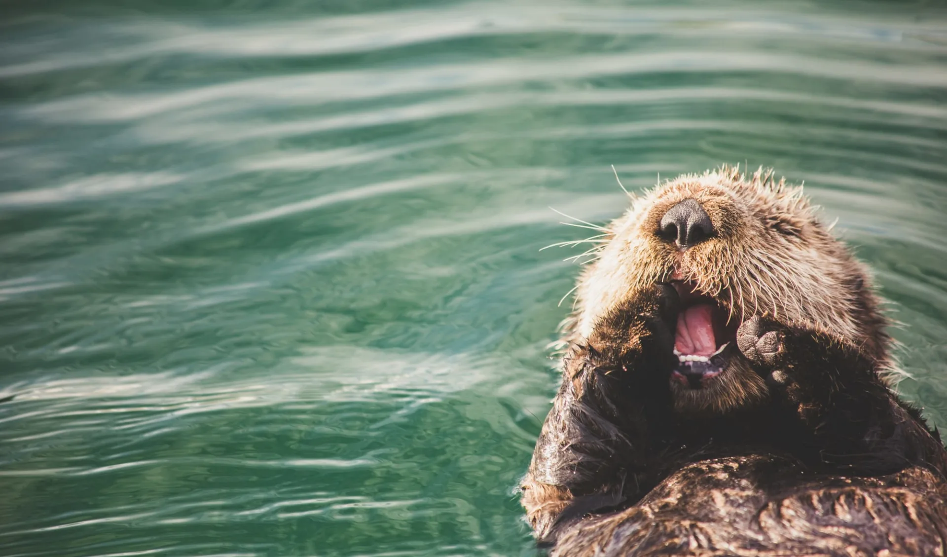 Kenai Fjords Glacier Lodge ab Seward: Alaska - Homer - Otter