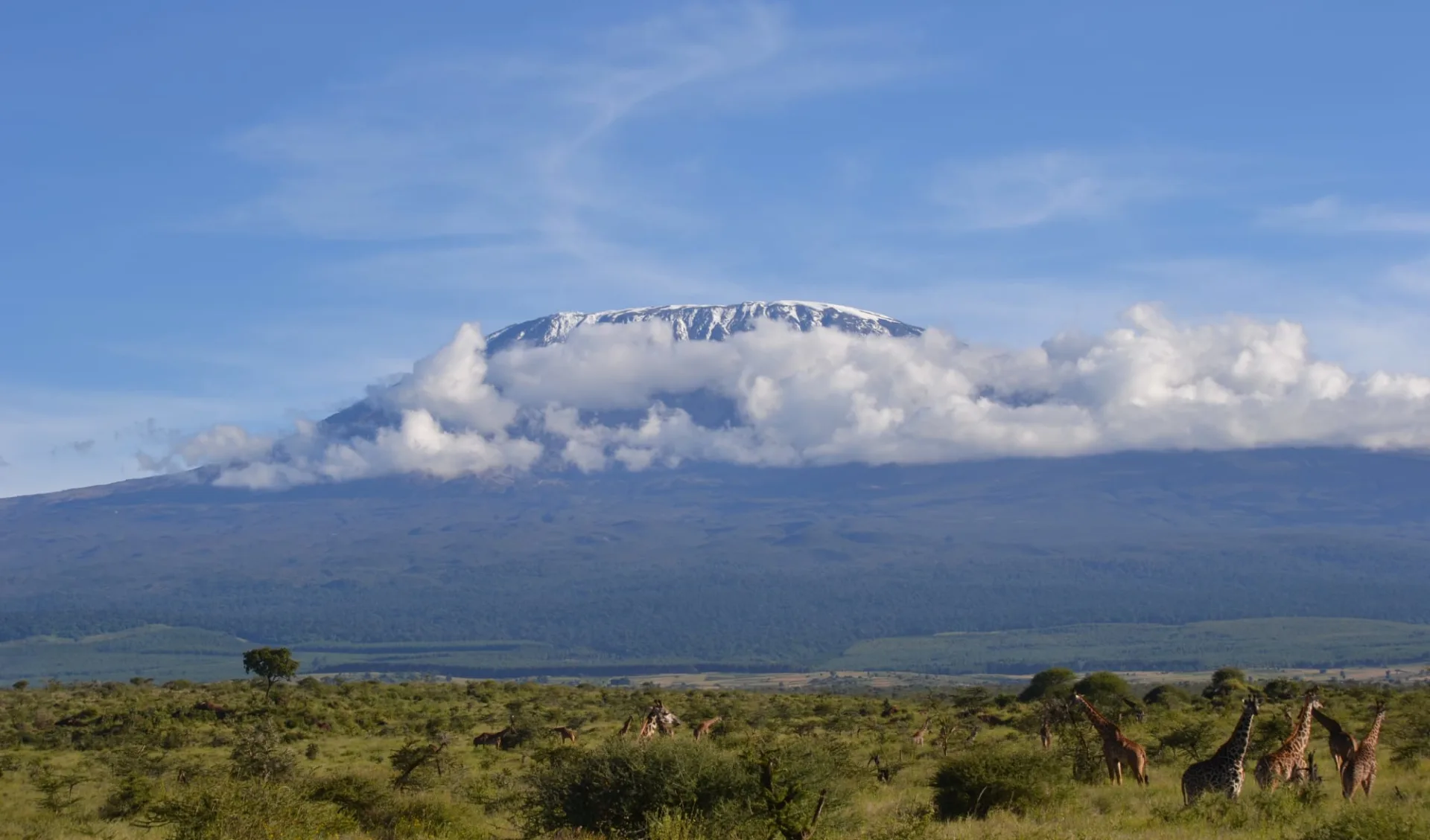 Amboseli - Tsavo Safari ab Nairobi: Kilimanjaro