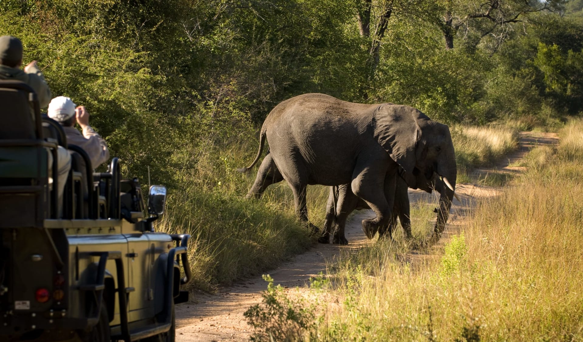 Lion Sands Ivory Lodge in Sabi Sands: animals_vehicle472