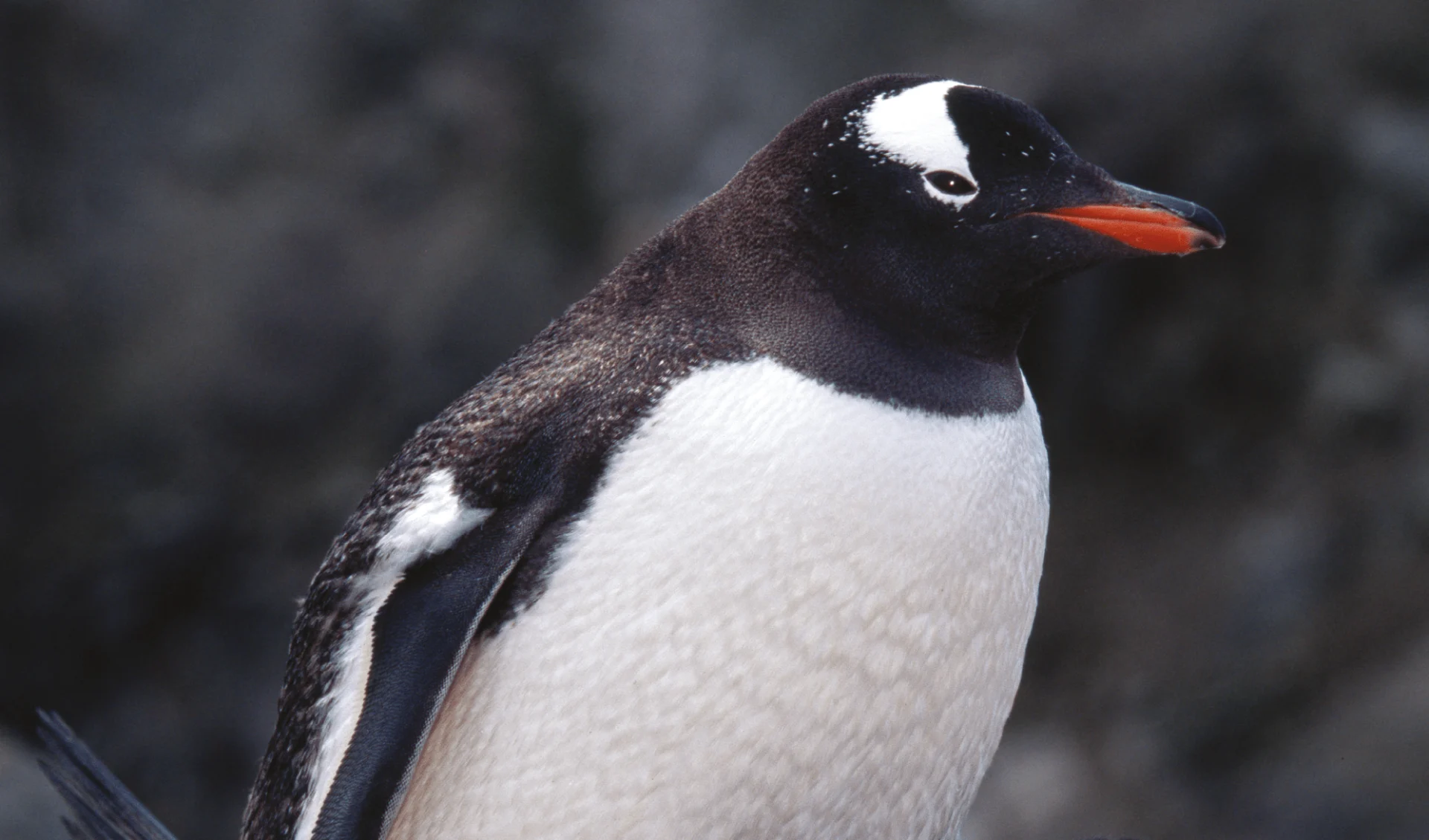 Die ultimative Naturexpedition ab Buenos Aires: Antarktis_Pinguin_EX0046