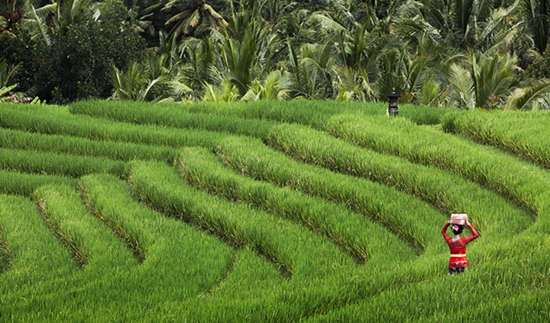 Reisfeld, Bali