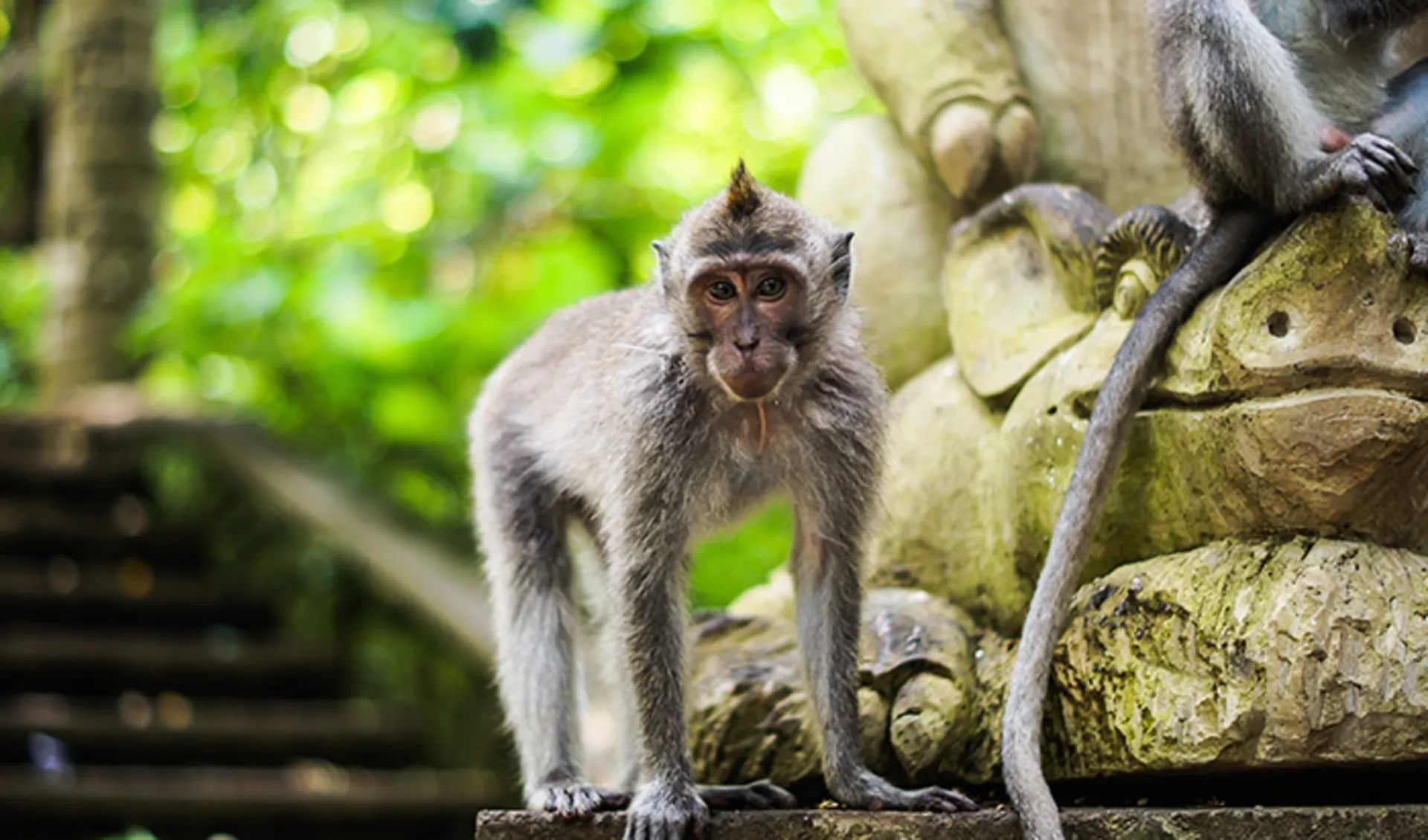 Monkey Forest, Bali