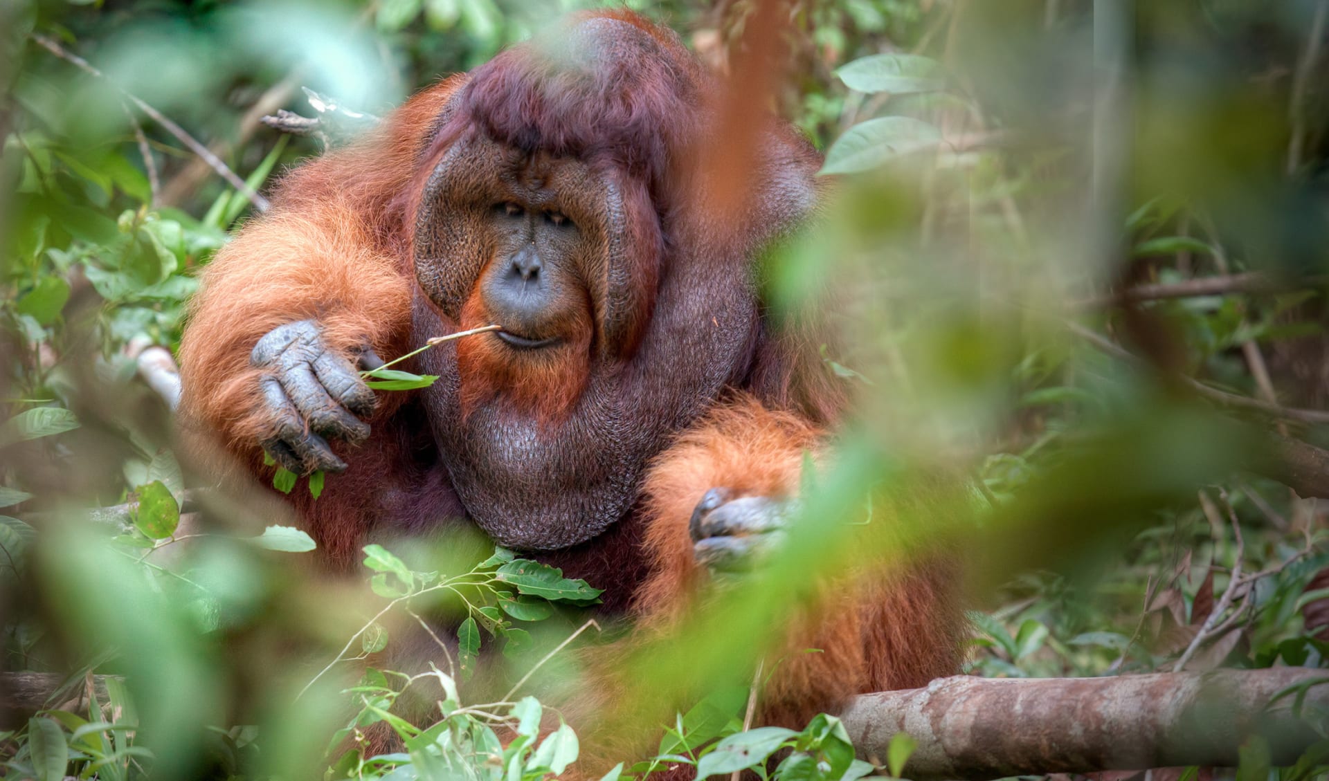 Borneo, Malaysia