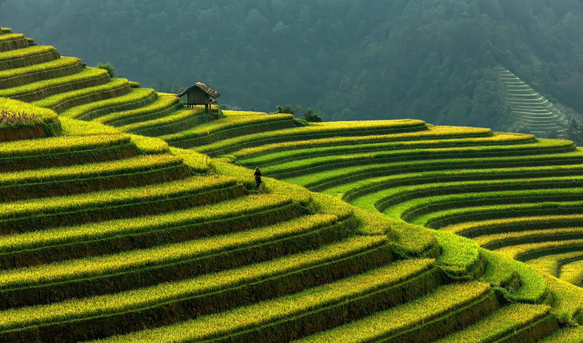 Mung cang chai, Vietnam