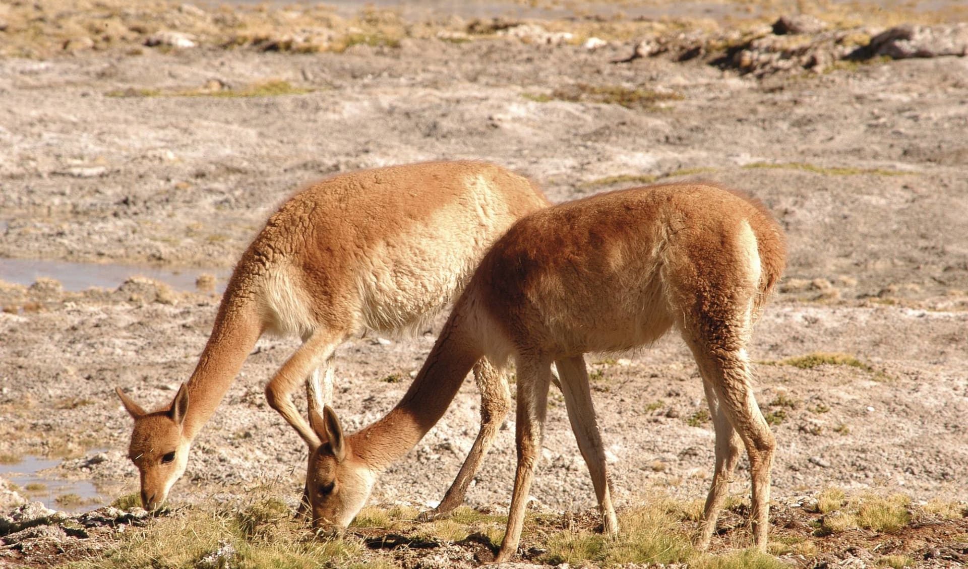 Gruppenreise Atacama Wüste und Geysire ab Calama: Atacama