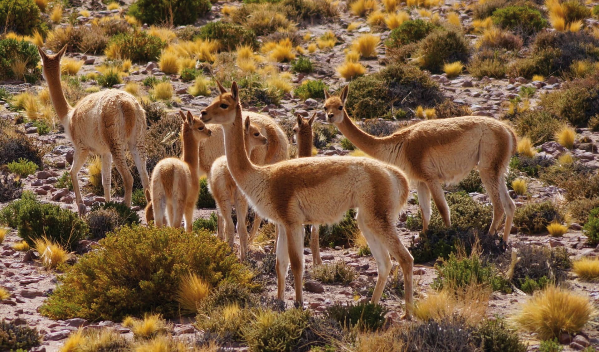 Privatreise Arica - Iquique, der hohe Norden: Atacama