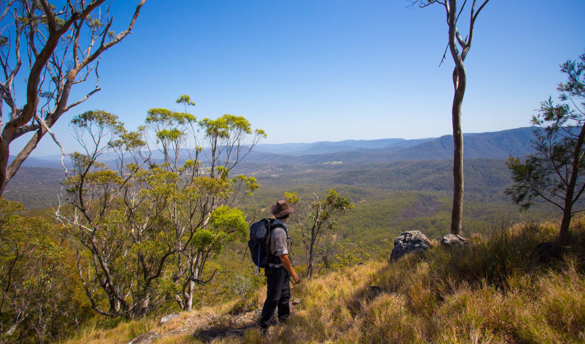 Scenic Rim Trail ab Brisbane: Australia - Queensland - Scenic Rim Trail - Bergwanderer