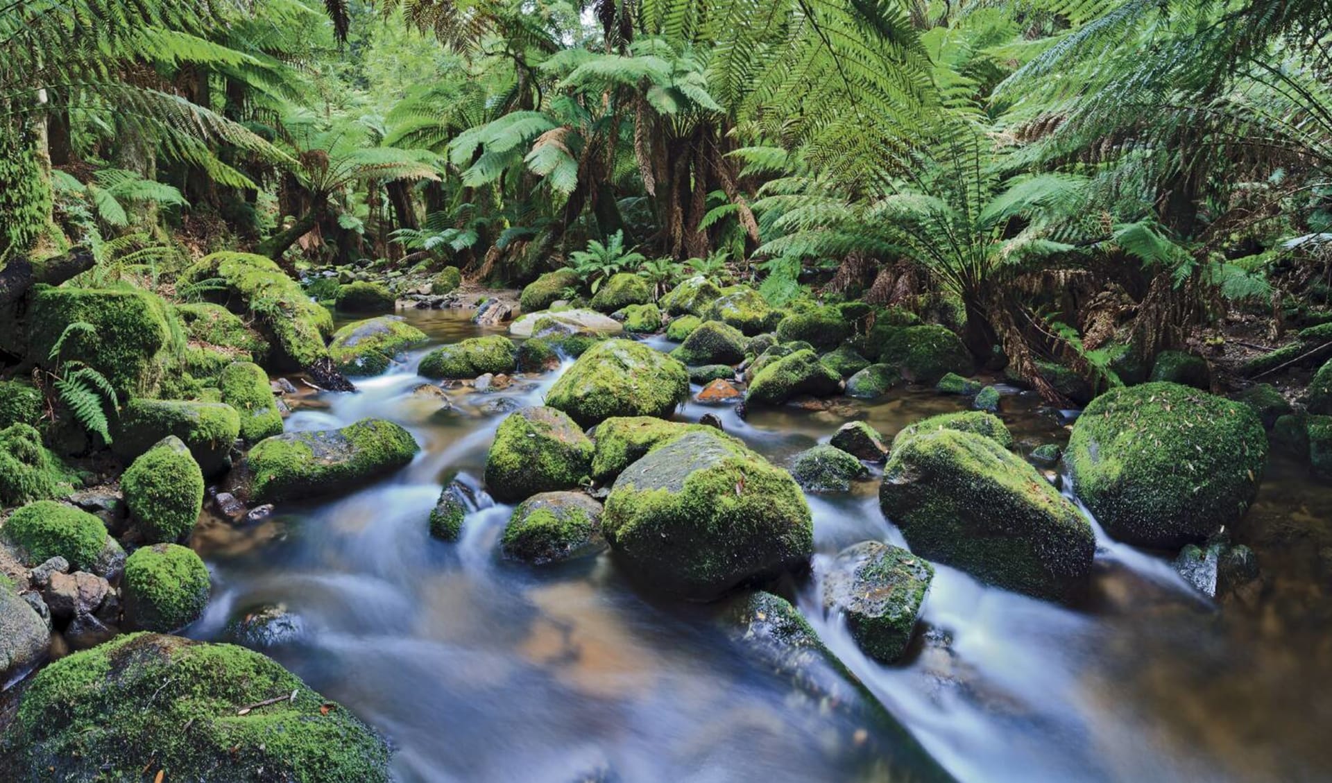 Höhepunkte Tasmaniens ab Hobart: Australia - Tasmania - Fluss im Regenwald