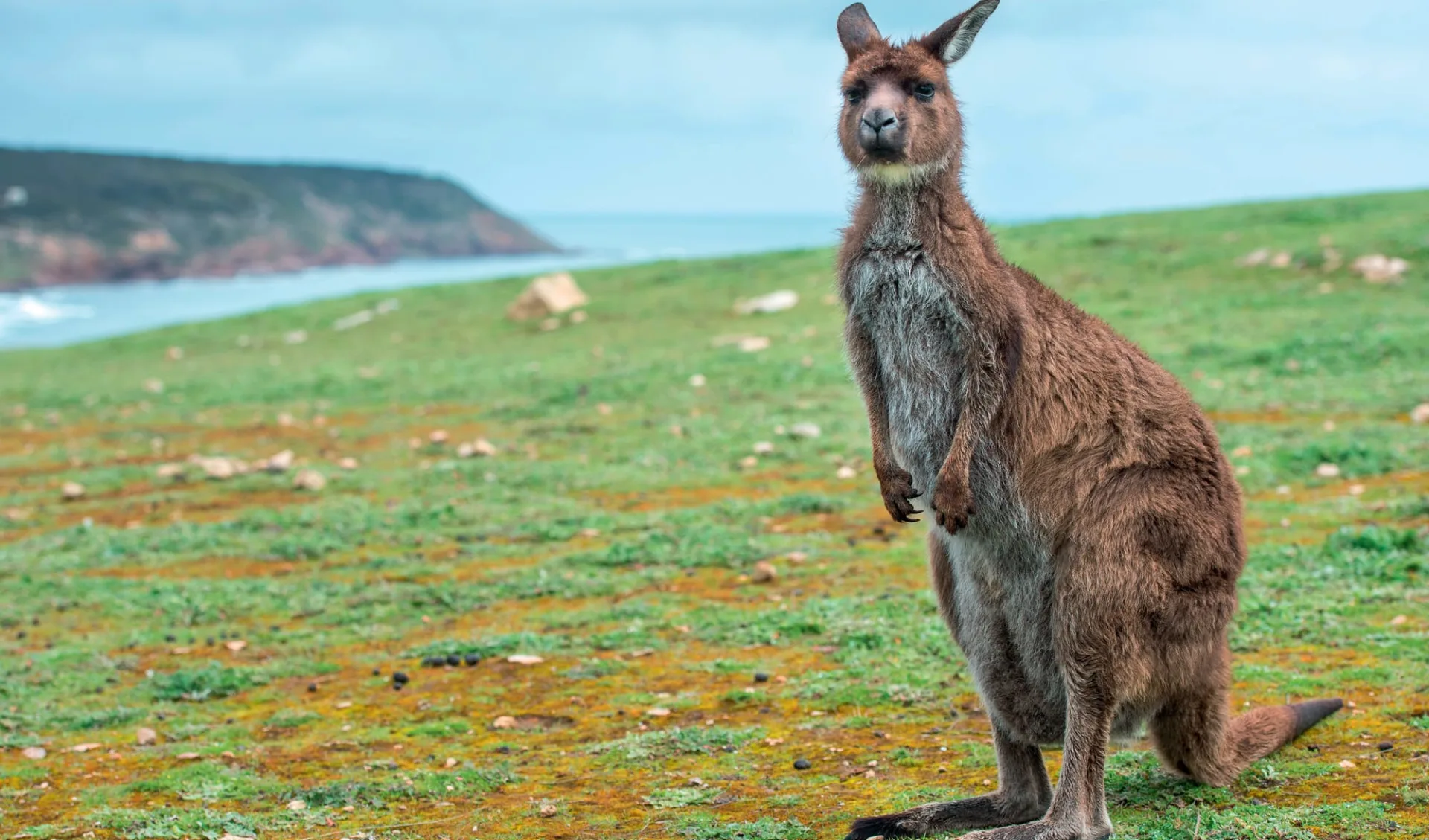 Highlights of Kangaroo Island ab Adelaide: Australien - Kangaroo Island - Kangaroo