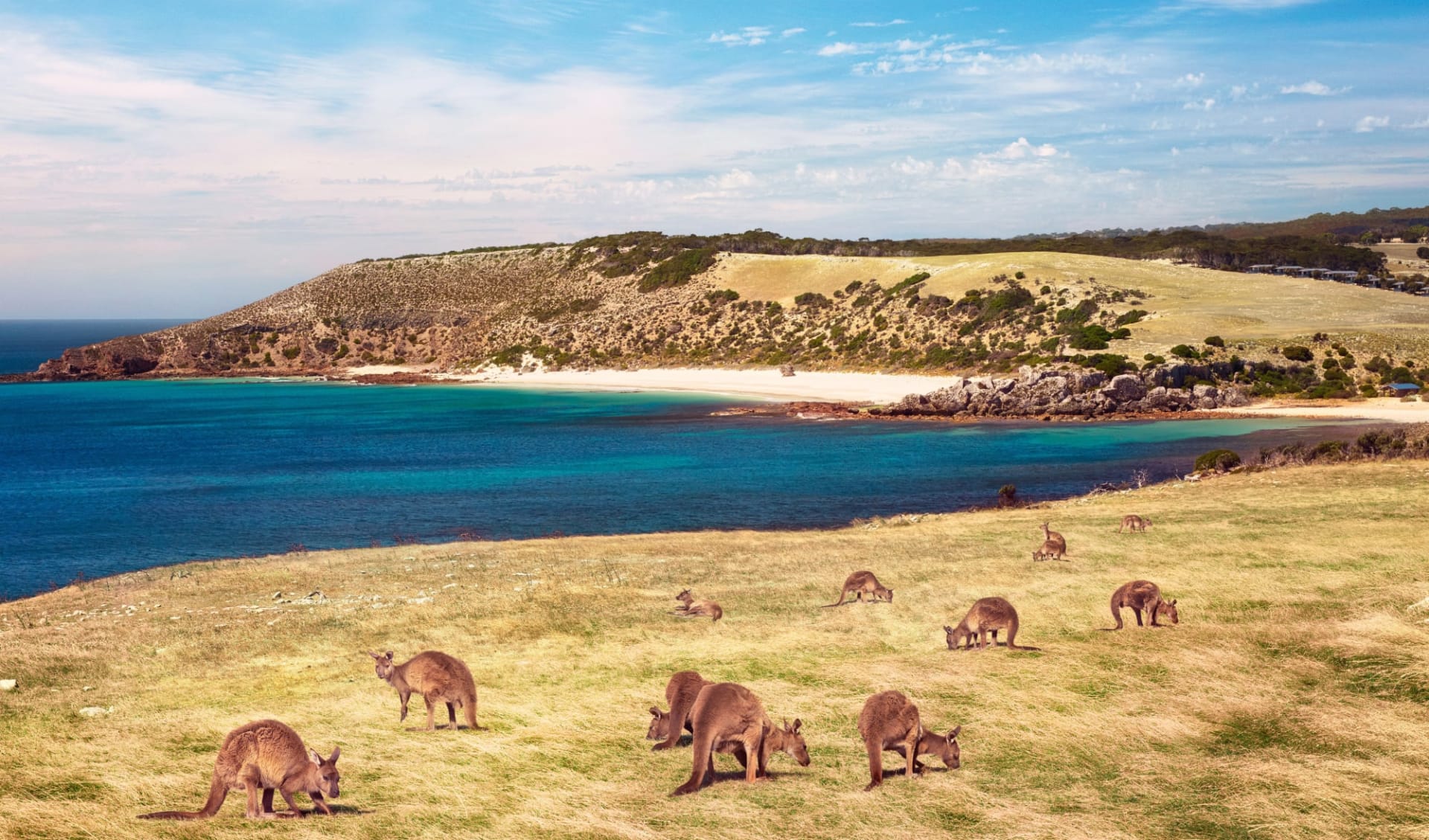 Ultimate Kangaroo Island - Bus ab Kangaroo I.- Kingscote: Kangaroo Island