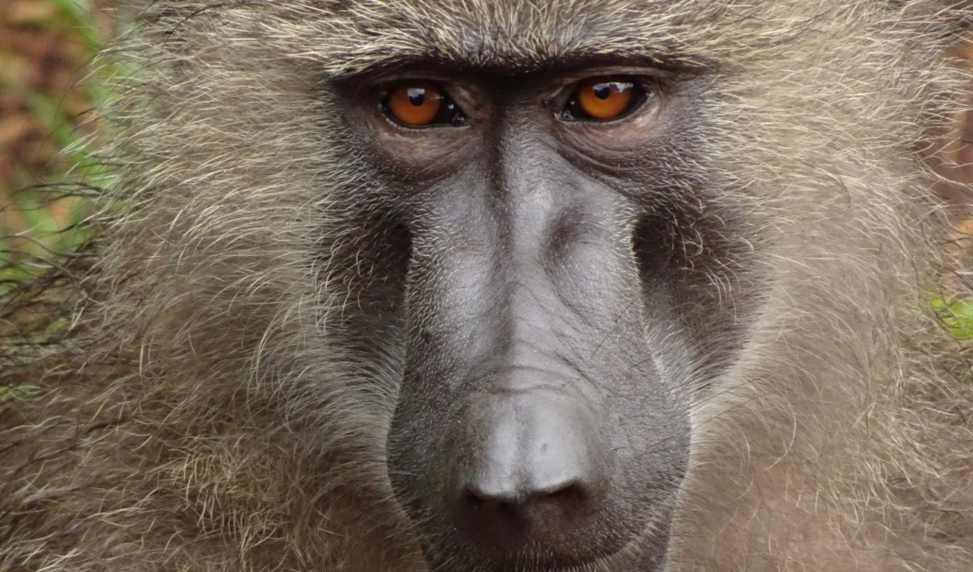 Busch und Kultur Safari ab Arusha: Baboon