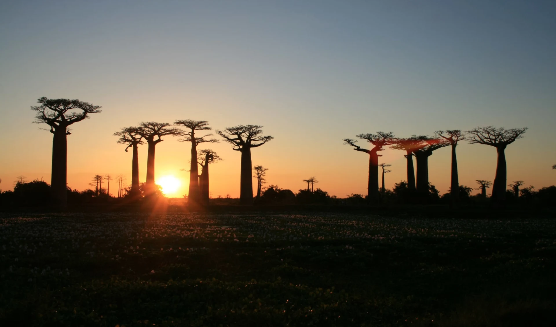 Morondava – Die Baobab Allee ab Antananarivo: Baobabs