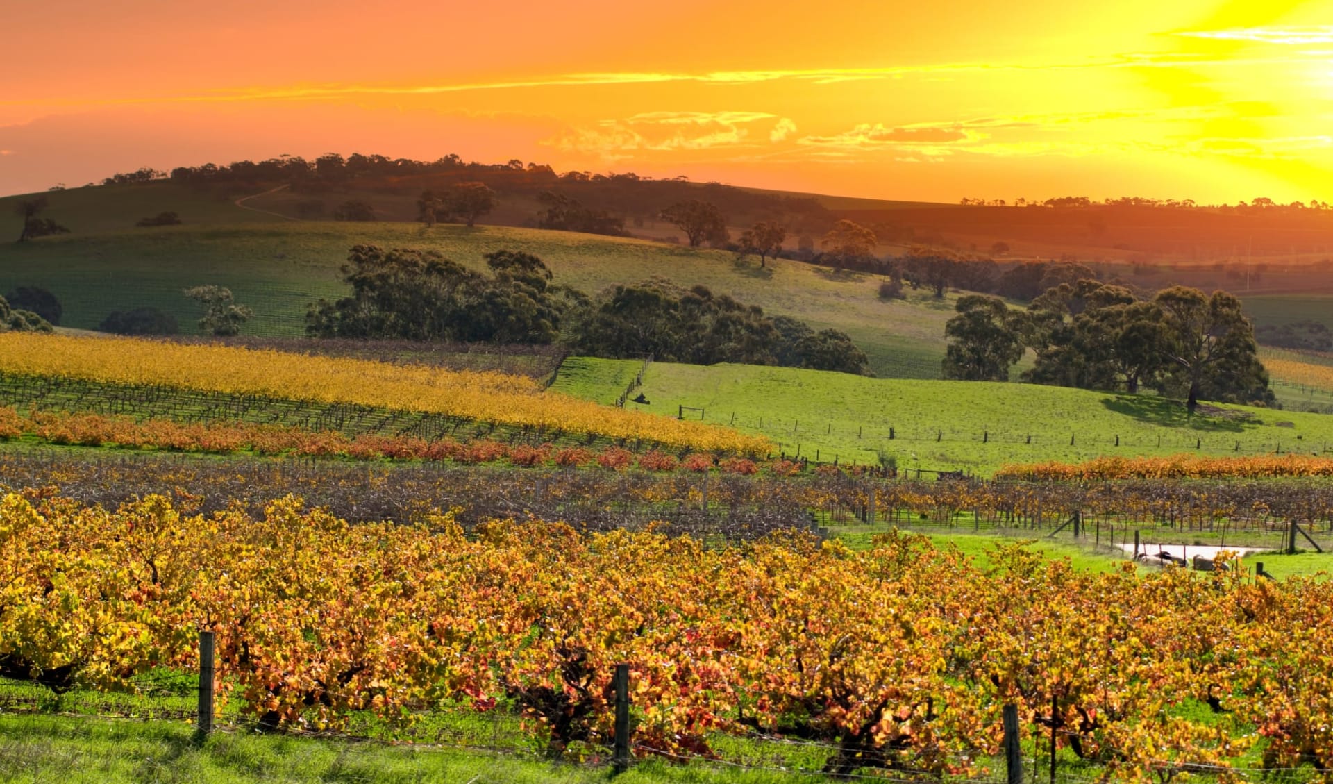 Barossa Shiraz Estate in Barossa Valley: Barossa Shiraz Estate 185372228