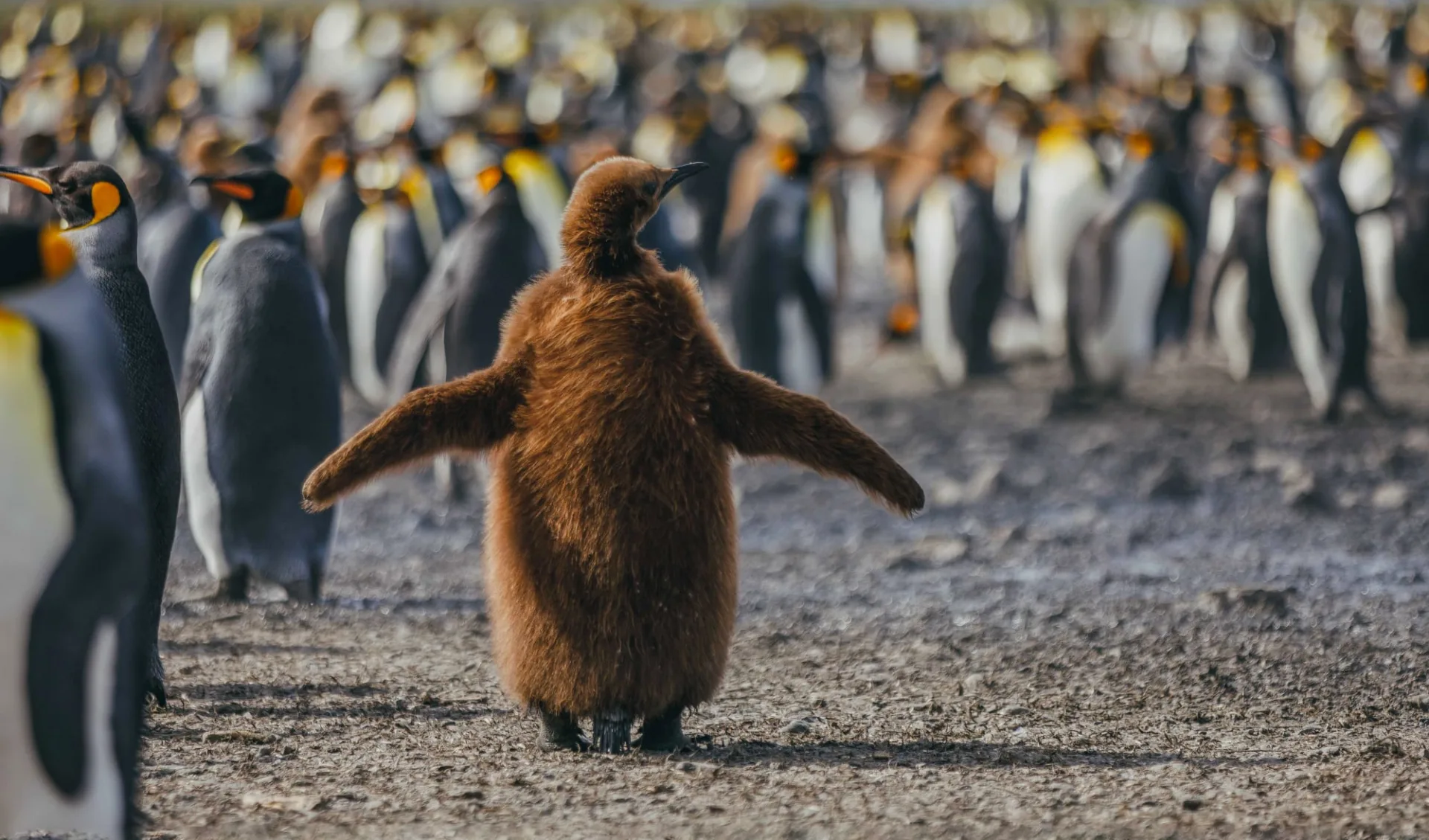 Südgeorgien und Antarktische Halbinsel ab Buenos Aires: Bild seite 77 Quark Expeditions - King Penguins - South Georgia - Credit David Merron (2)