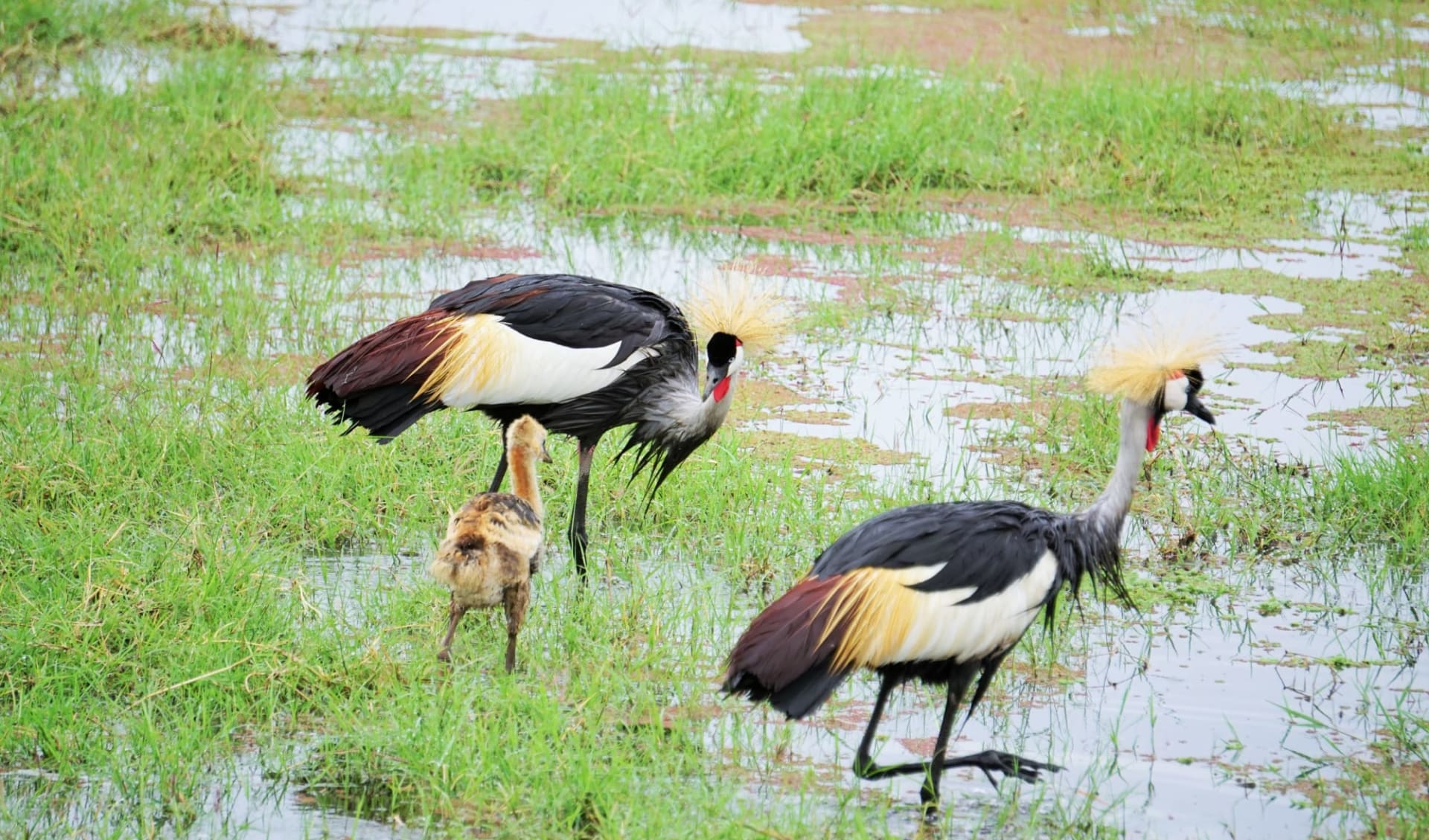 Best of Tanzania Safari ab Arusha: Bird