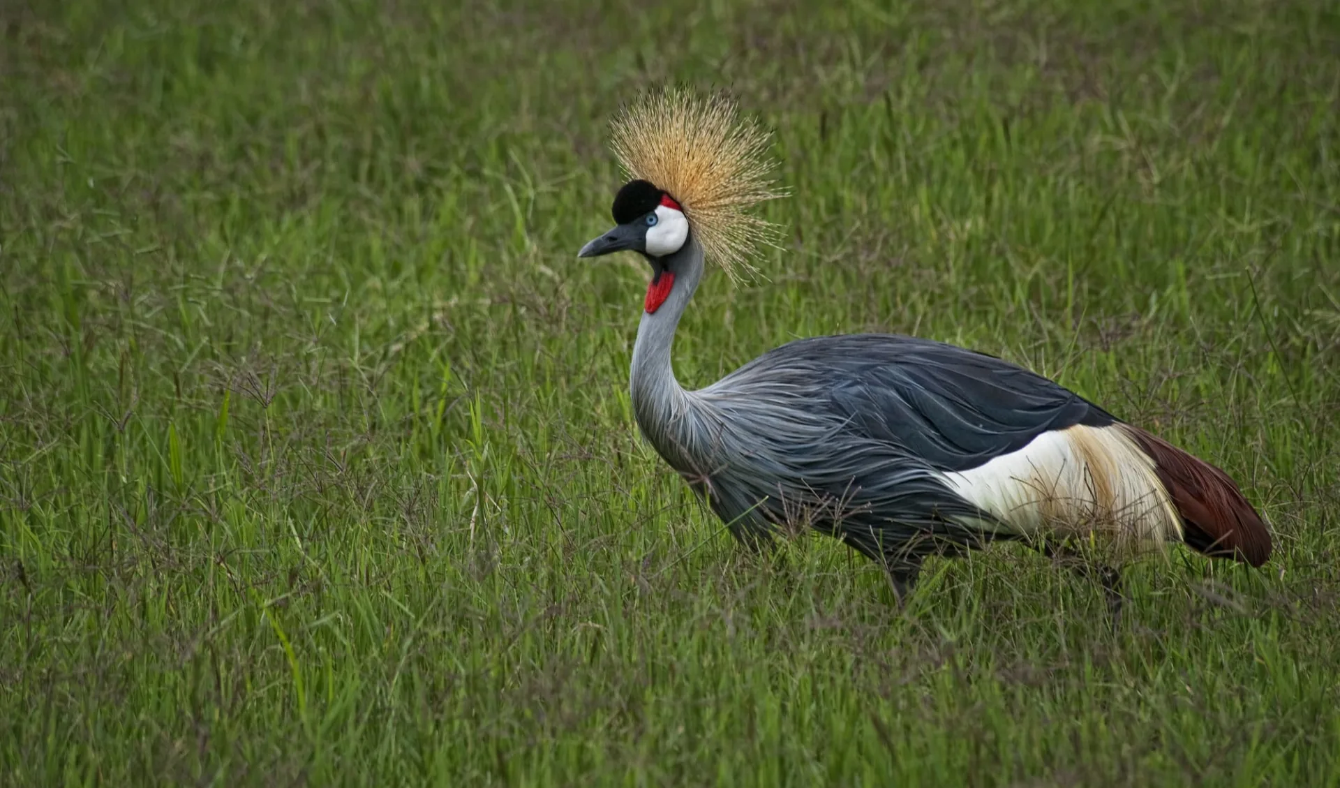 Höhepunkte Kenyas ab Nairobi: Bird Kenya