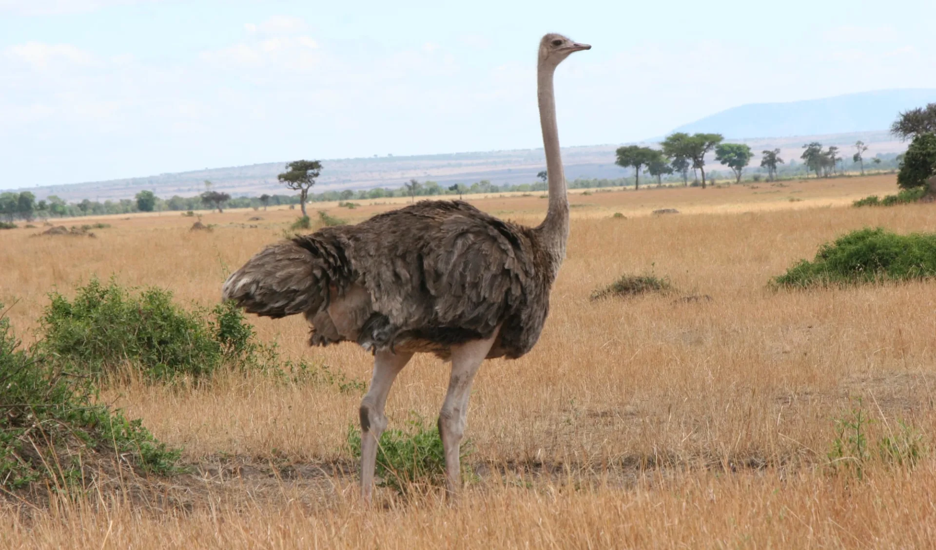 Mara - Serengeti Flugsafari ab Nairobi: Bird Kenya