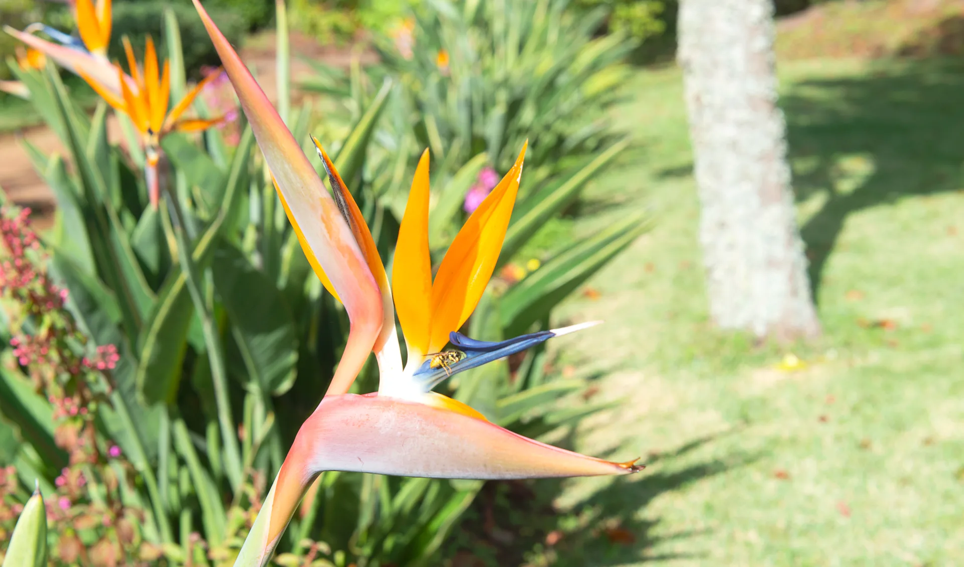 Badeferien im Quinta Splendida Wellness & Botanical Garden ab Porto Santo: Blume