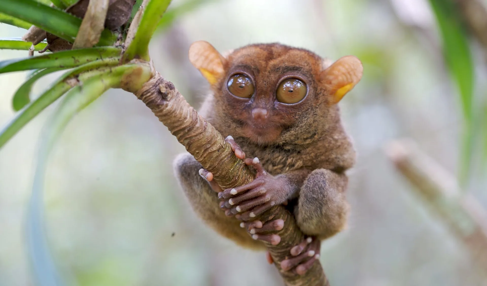 Naturwunder Bohol: Bohol Tarsier