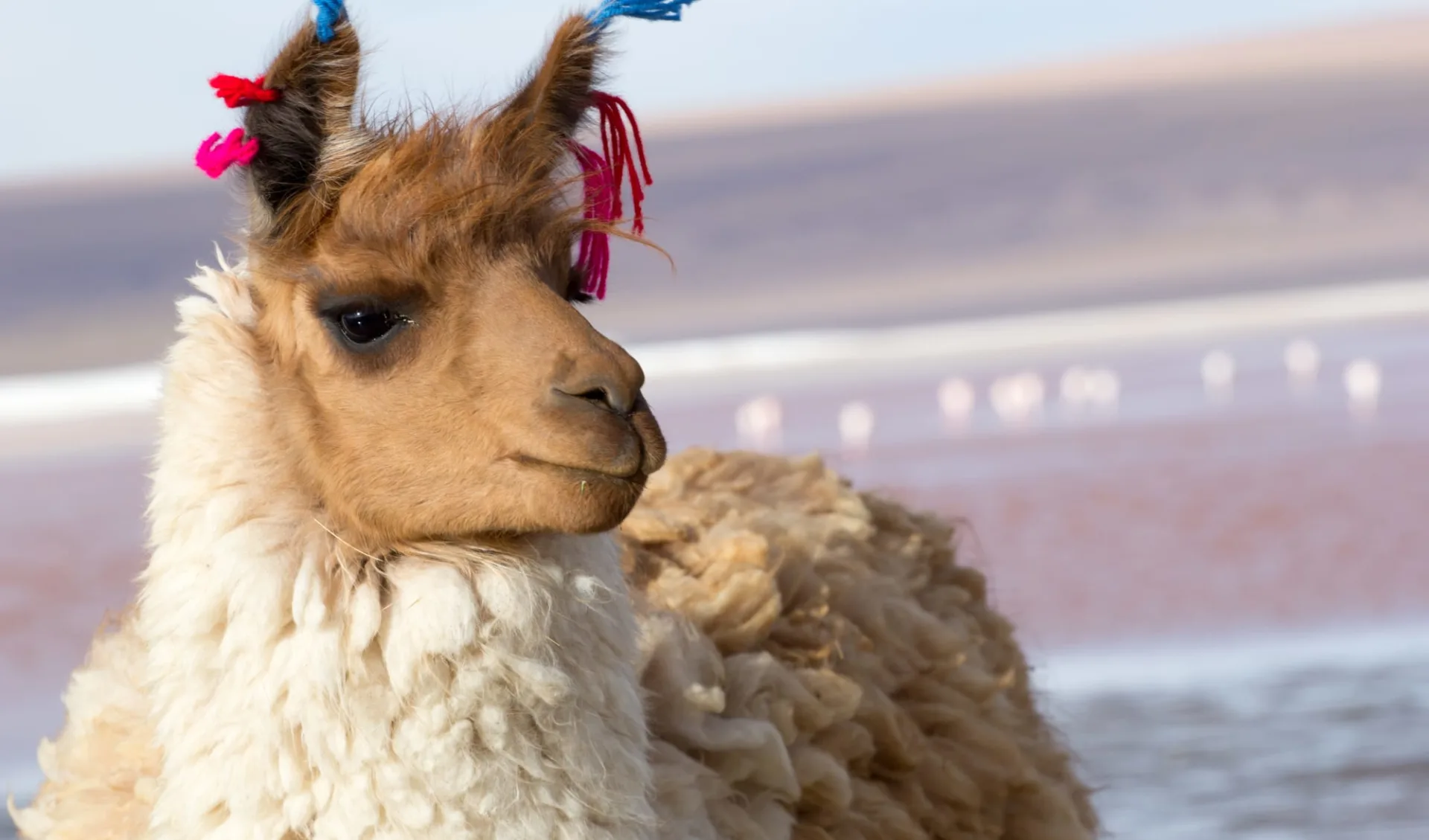 Privatreise Die beiden Salars: Uyuni und Atacama ab Calama: Bolivien - Lama