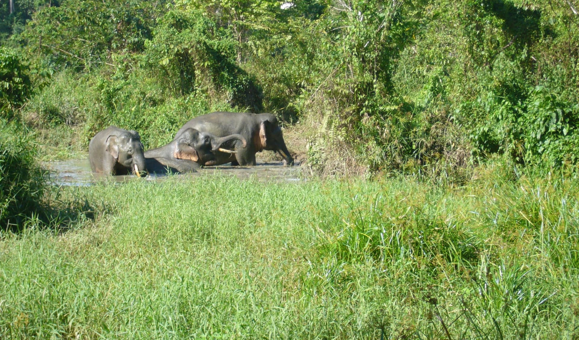 Borneo Wildlife / Tabin Wildlife Reserve ab Kota Kinabalu: Tabin Wildlife Resort: Borneo Pygmy Elephant