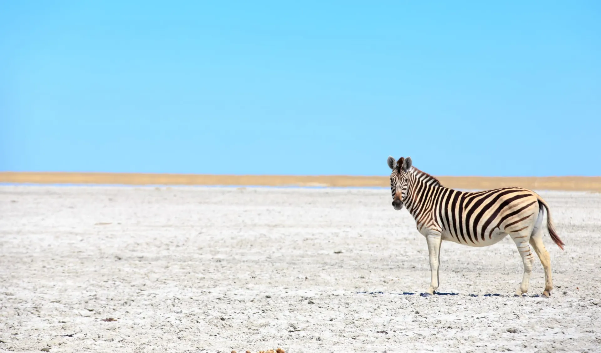 San Camp in Makgadikgadi Pans: Botswana Makgadikgadi Pans, Zebra im Great Salt Pans