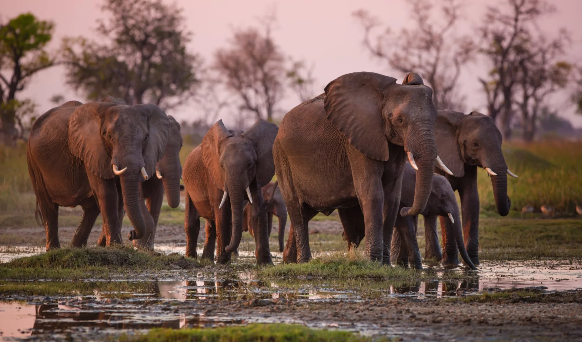 Best of Botswana Lodge Safari ab Kasane: Botswana - Okavango Delta - Elefantenfamilie