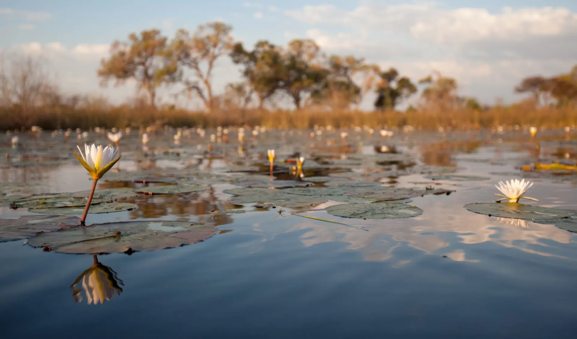 4-Länder Abenteuer ab Kapstadt: Botswana - Okavango Delta - Water lillies