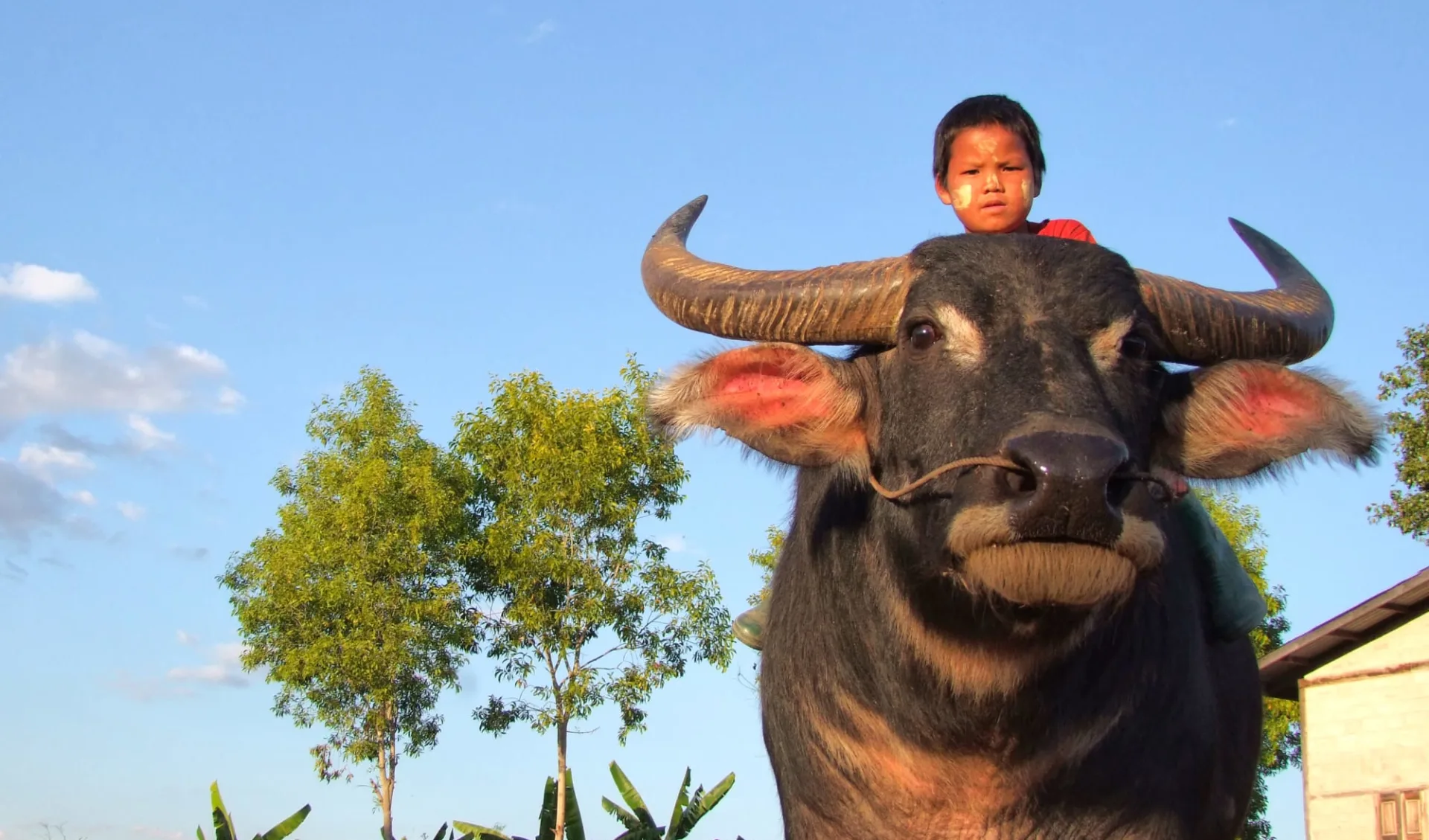 Wandern im malerischen Shan Staat (3 Tage) ab Inle Lake: Boy riding a buffalo