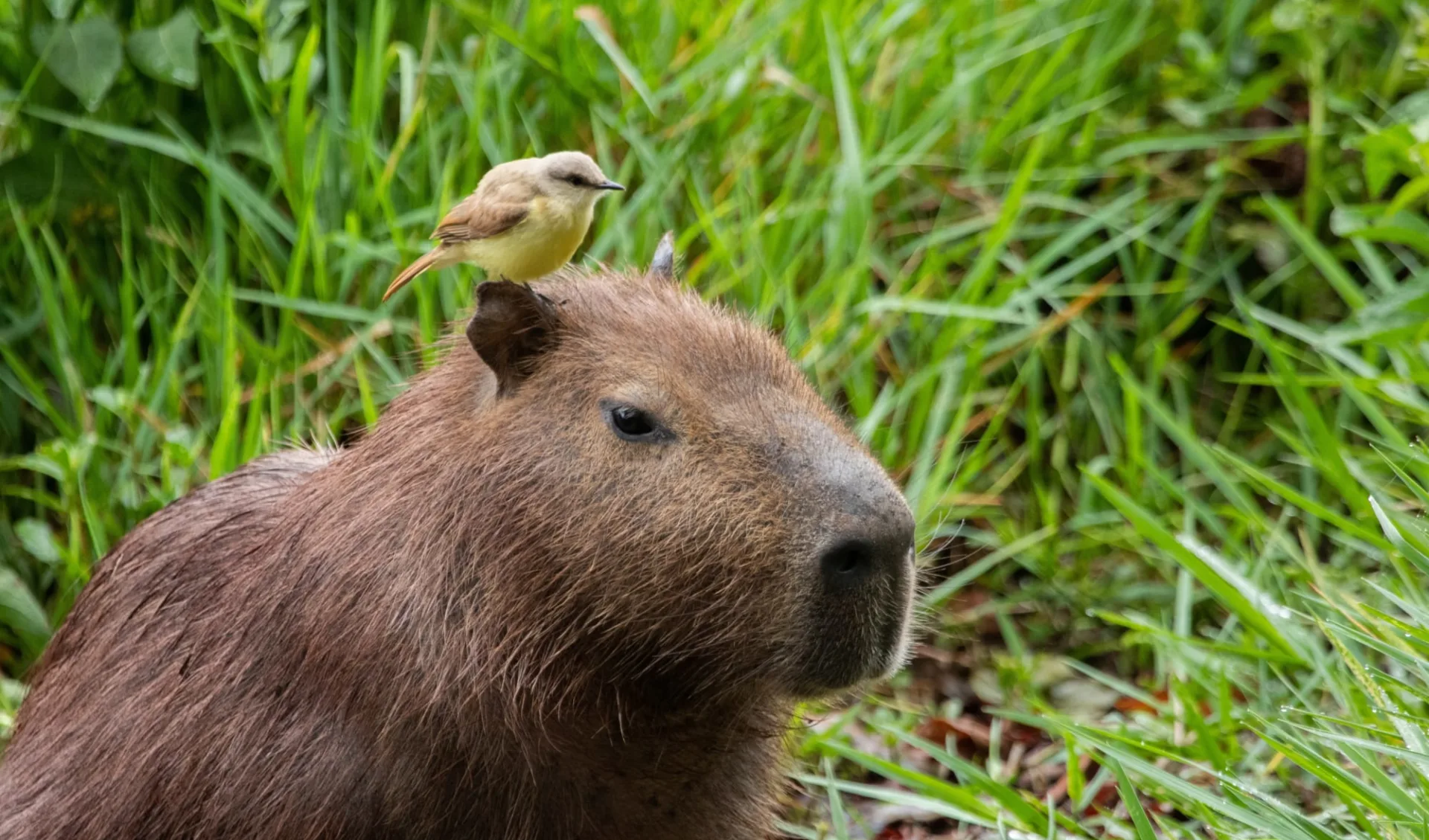 Casa Caiman ab Campo Grande: Brasilien_Capybara_2221983281