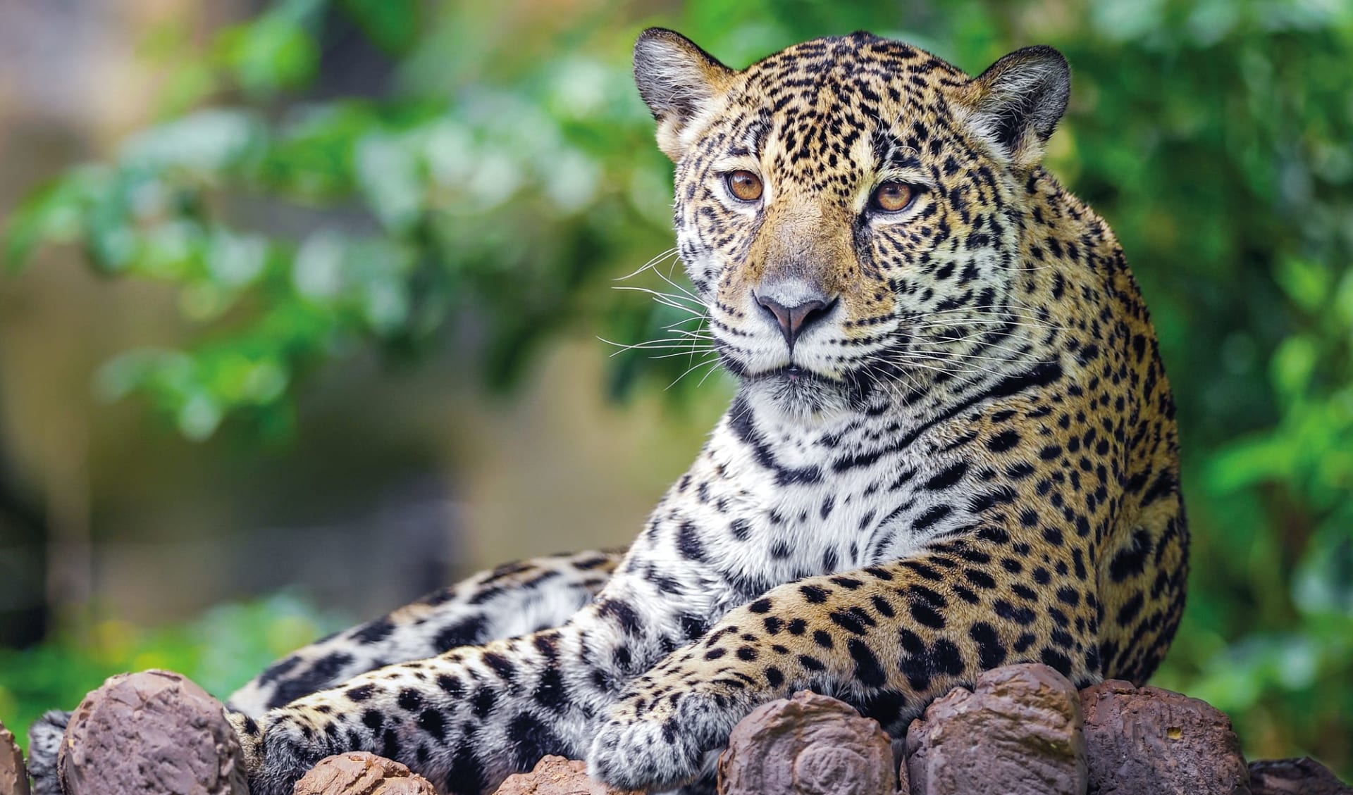 Pousada UeSo Pantanal 4 Tage ab Cuiabá: Brasilien - Jaguar