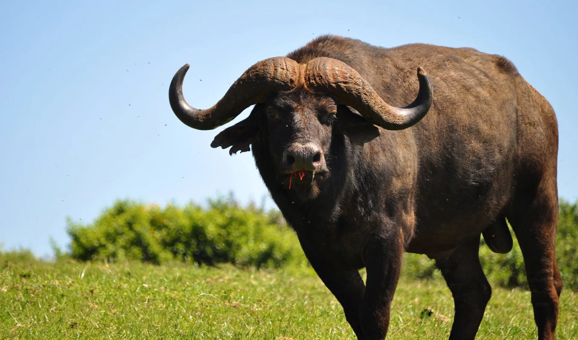 Amboseli - Mara Flugsafari ab Nairobi: Buffalo