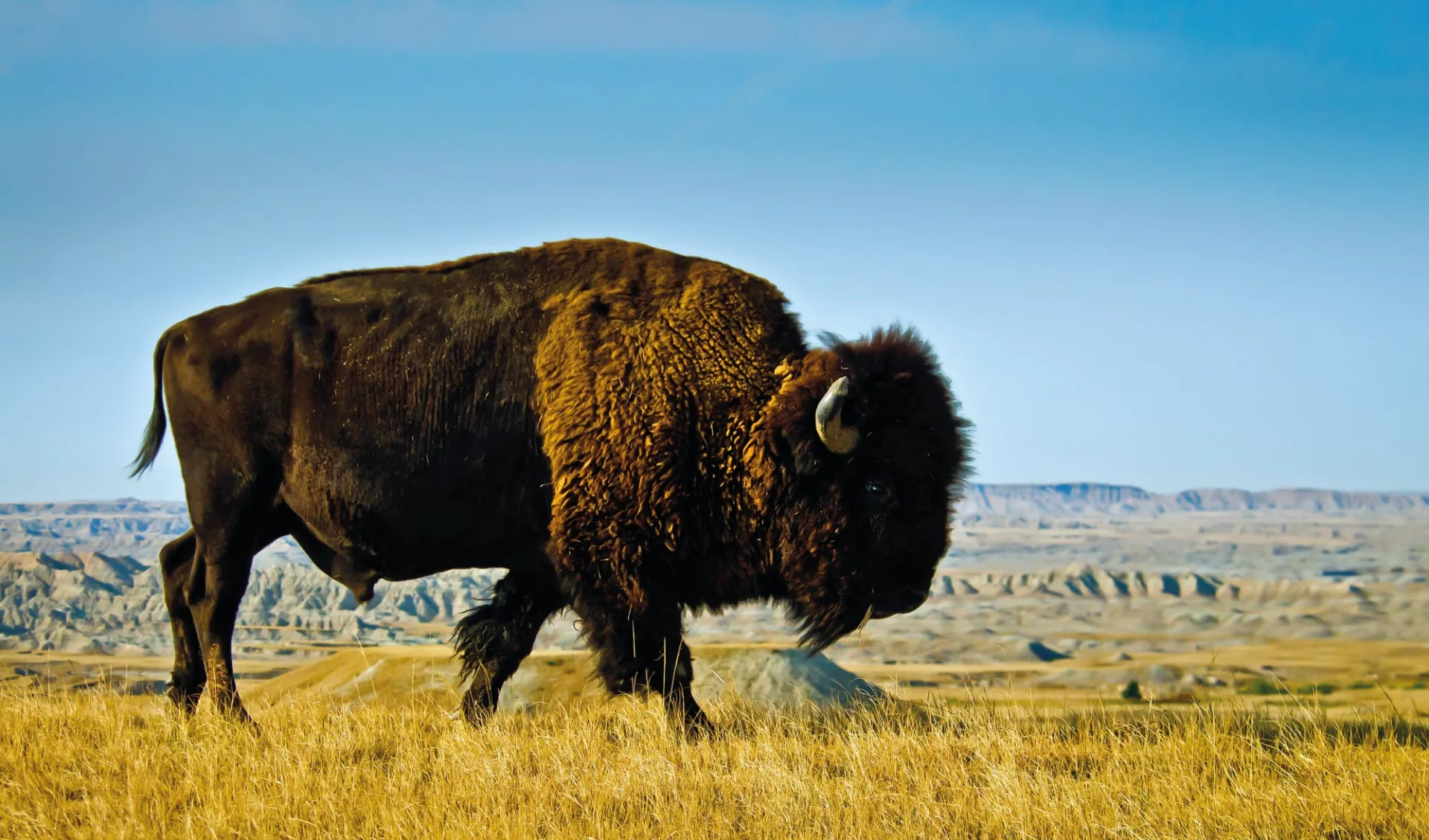 Unbekanntes Manitoba & Saskatchewan ab Winnipeg: Buffalo00268_opt