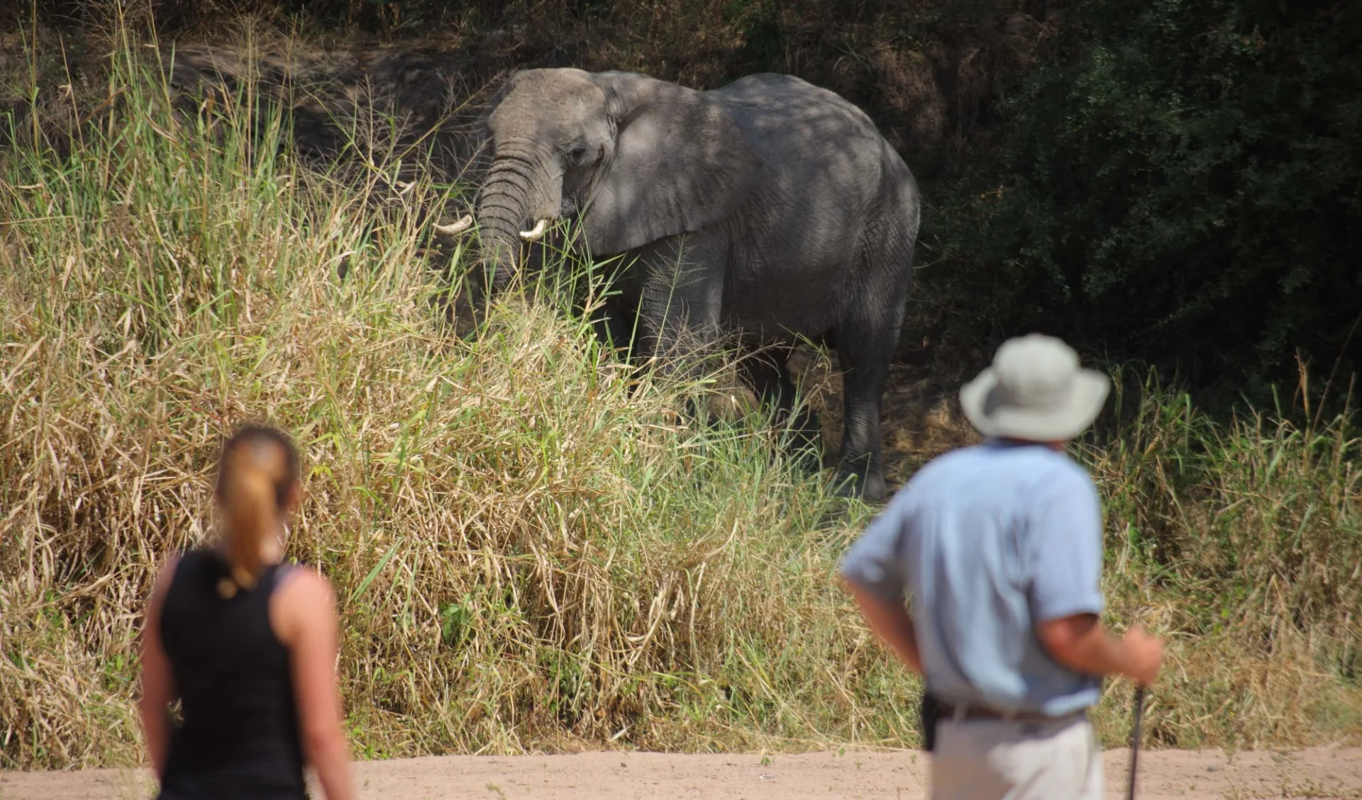 Ruaha - Nyerere Flugsafari ab Dar es Salaam: Bush walk