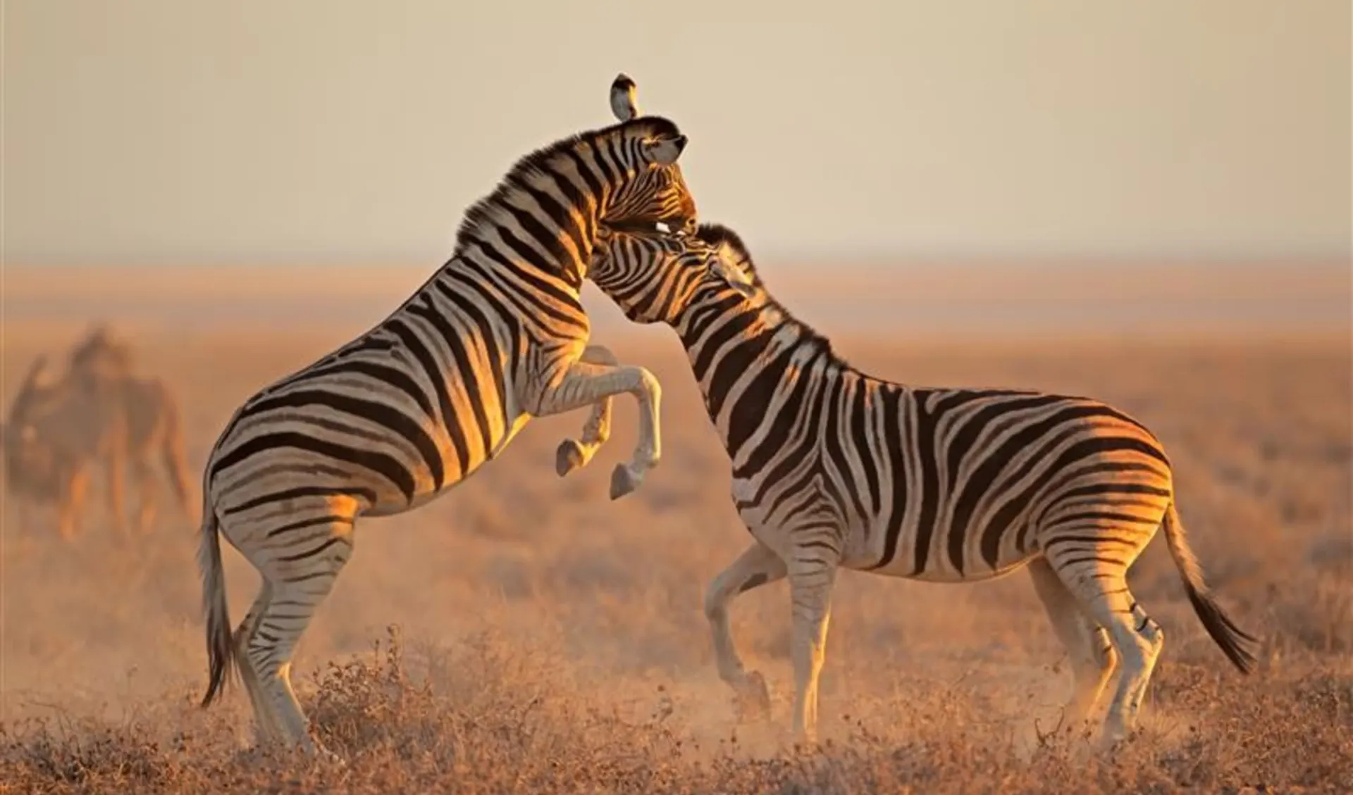 Namibia Lesereise Schweizer Familie - Weite Wüsten, Wilde Tiere ab Windhoek Stadt: c665f593-c394-4db9-a084-333da365faed