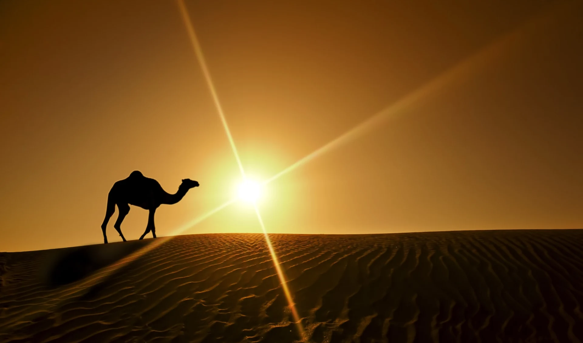 Selbstfahrer-Tour: Der geheimnisvolle Süden ab Marrakesch: Camel in Desert