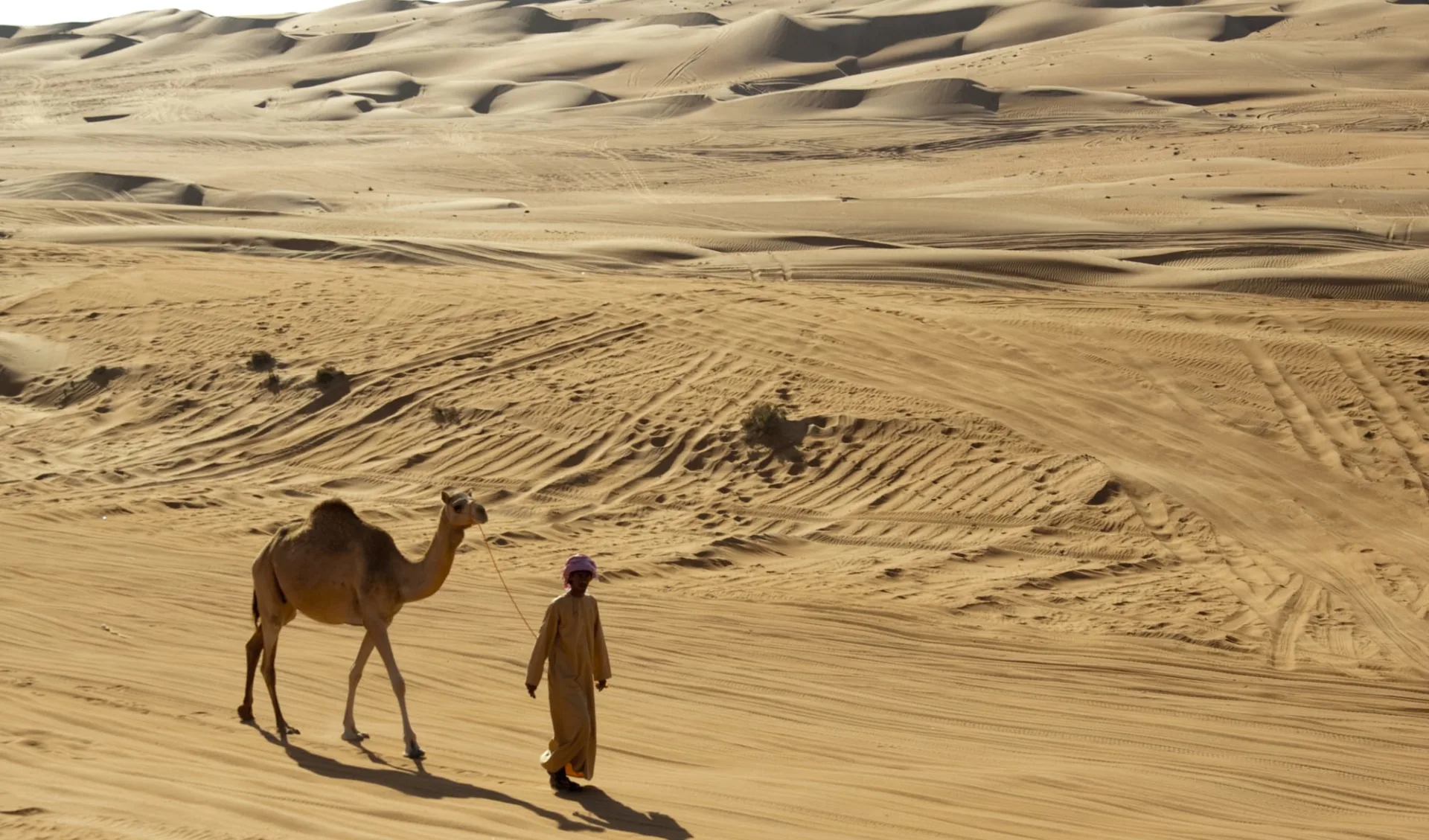 Auf den Spuren der alten Weihrauchroute ab Salalah: Camel in the desert 