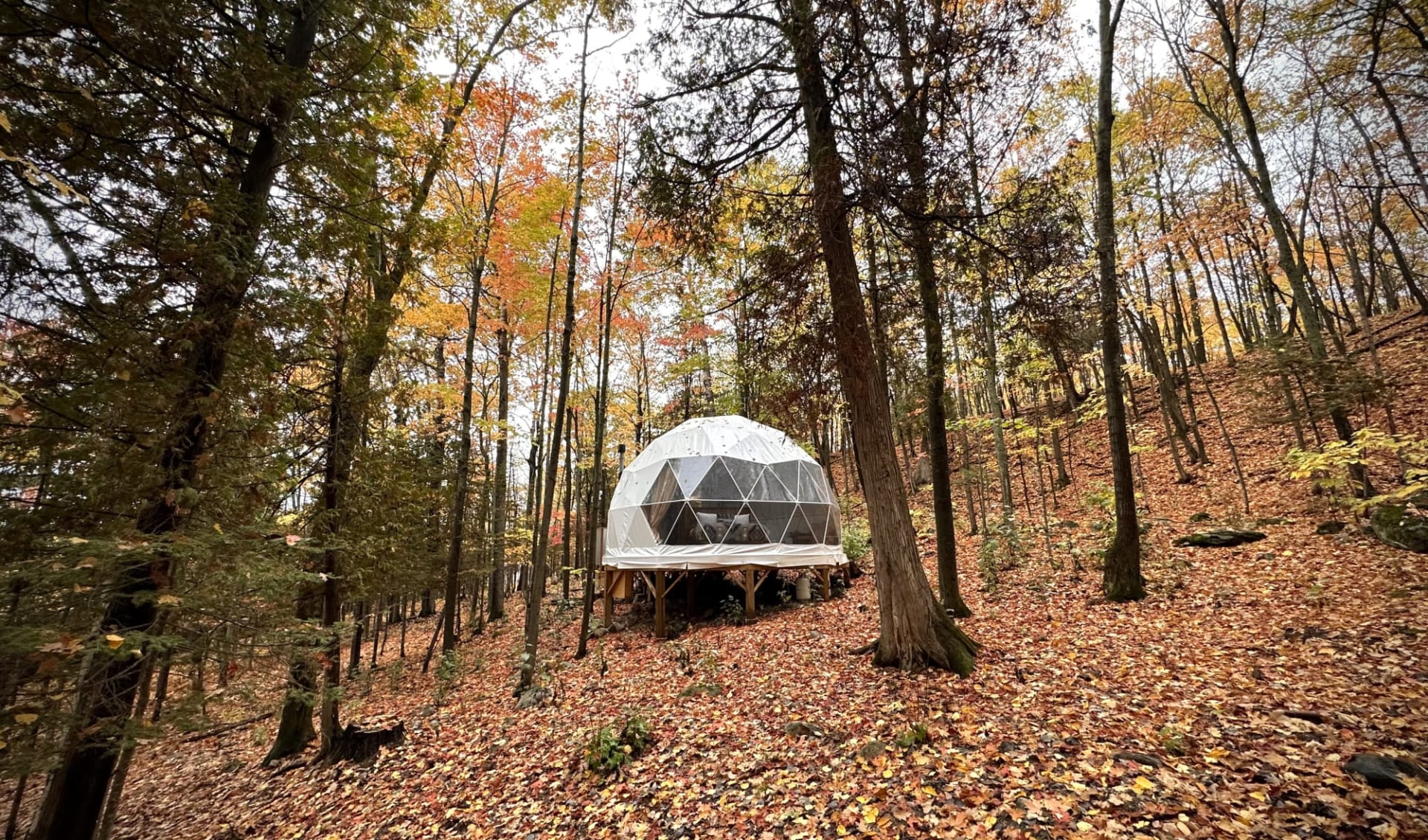 Among the Trees in M'Chigeeng: canopy house fall